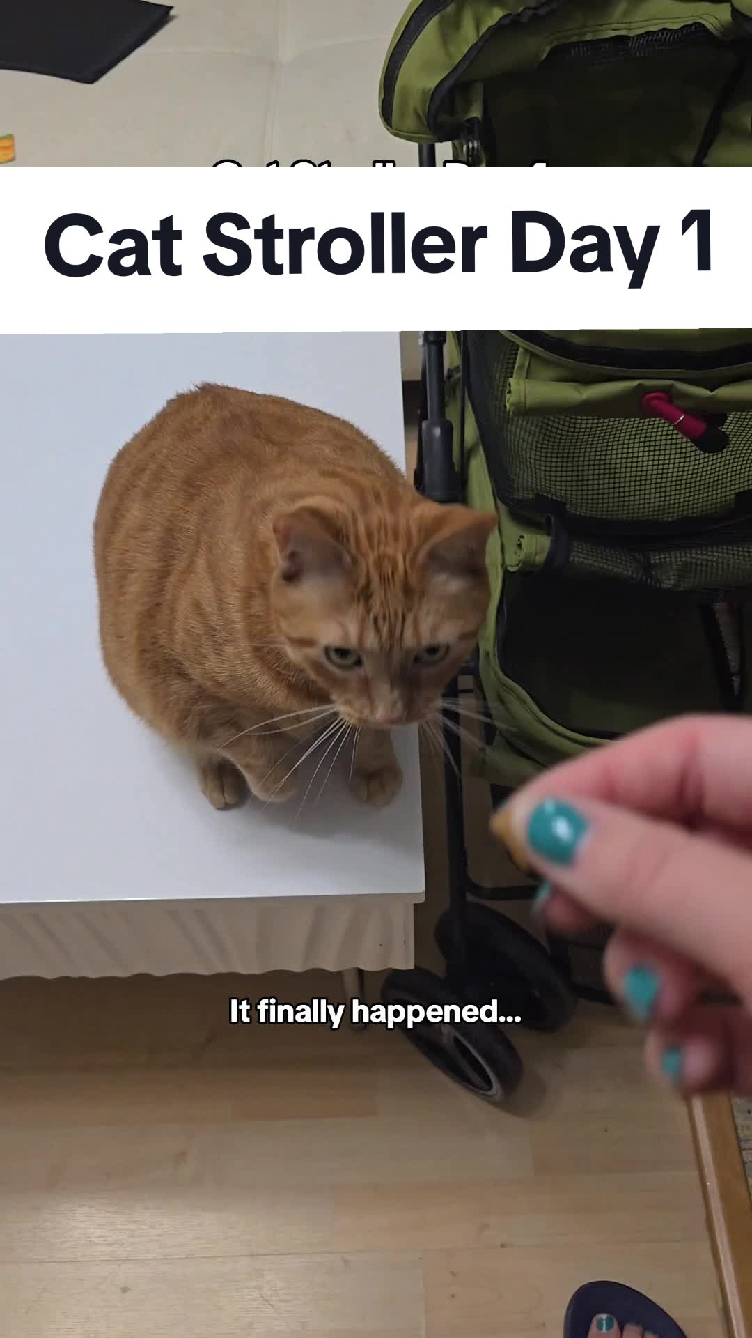 @Leo & Ali the cats 🐈