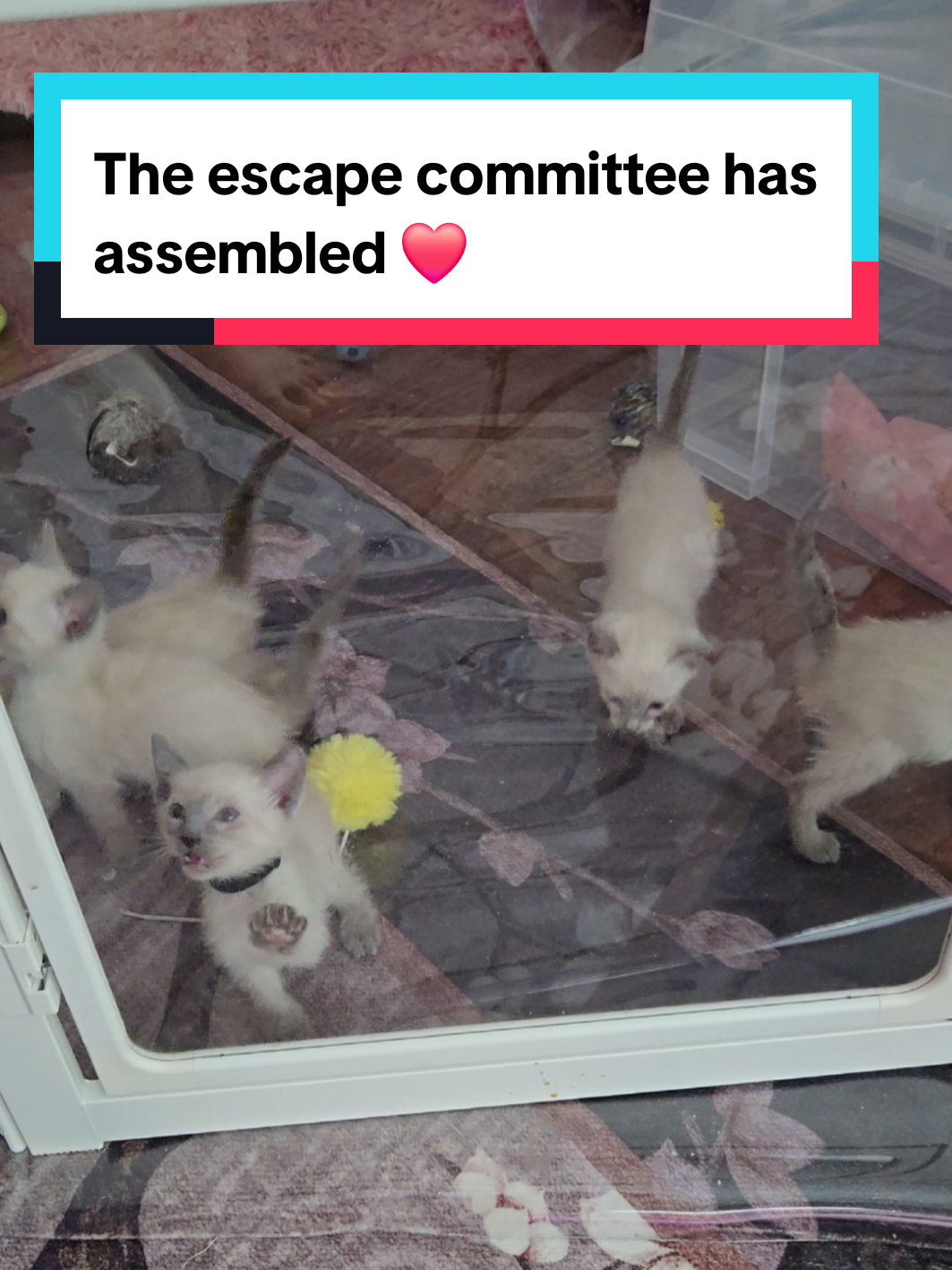 @Brittany's Beauties Kittens