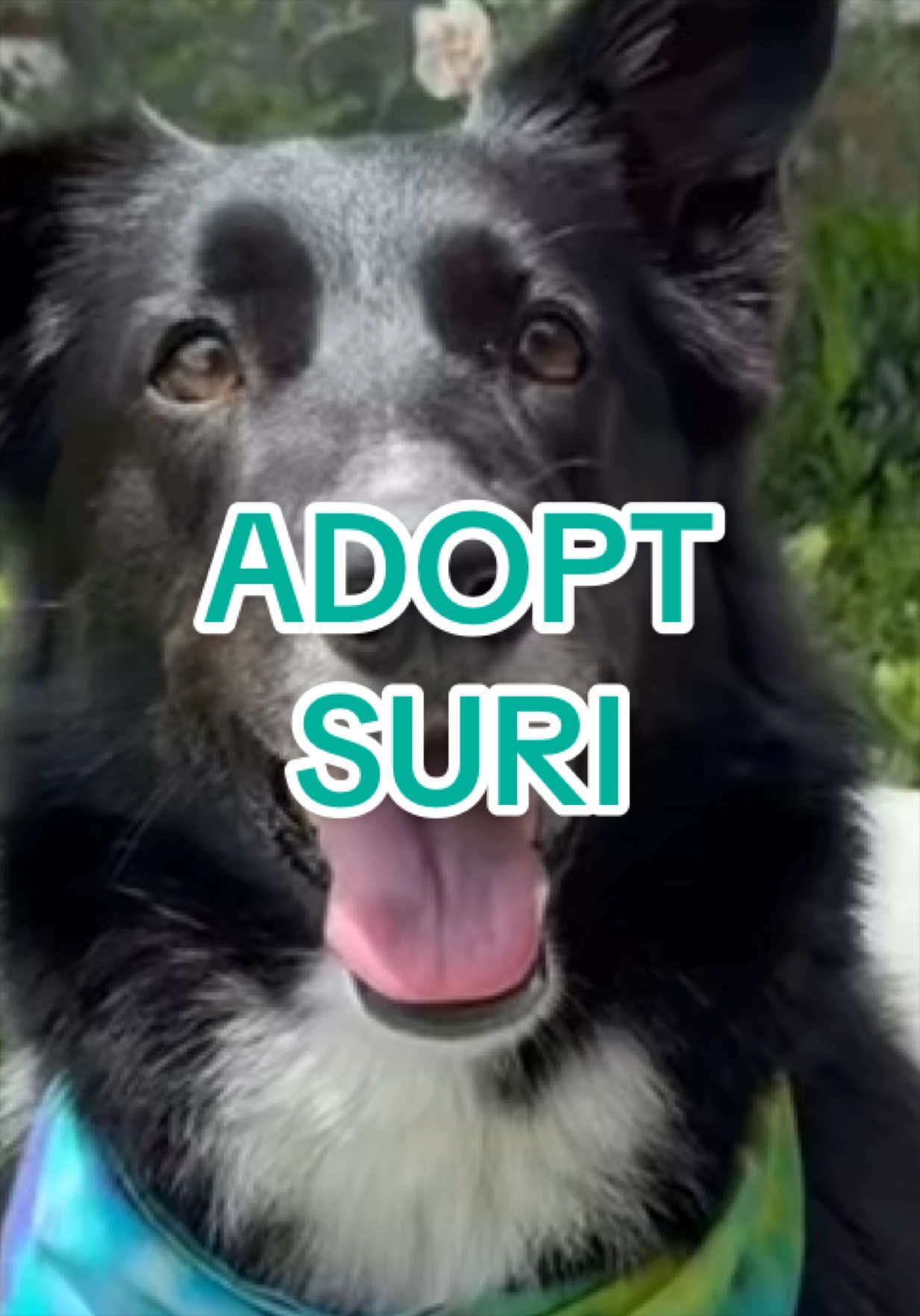 @Adopt a Pet