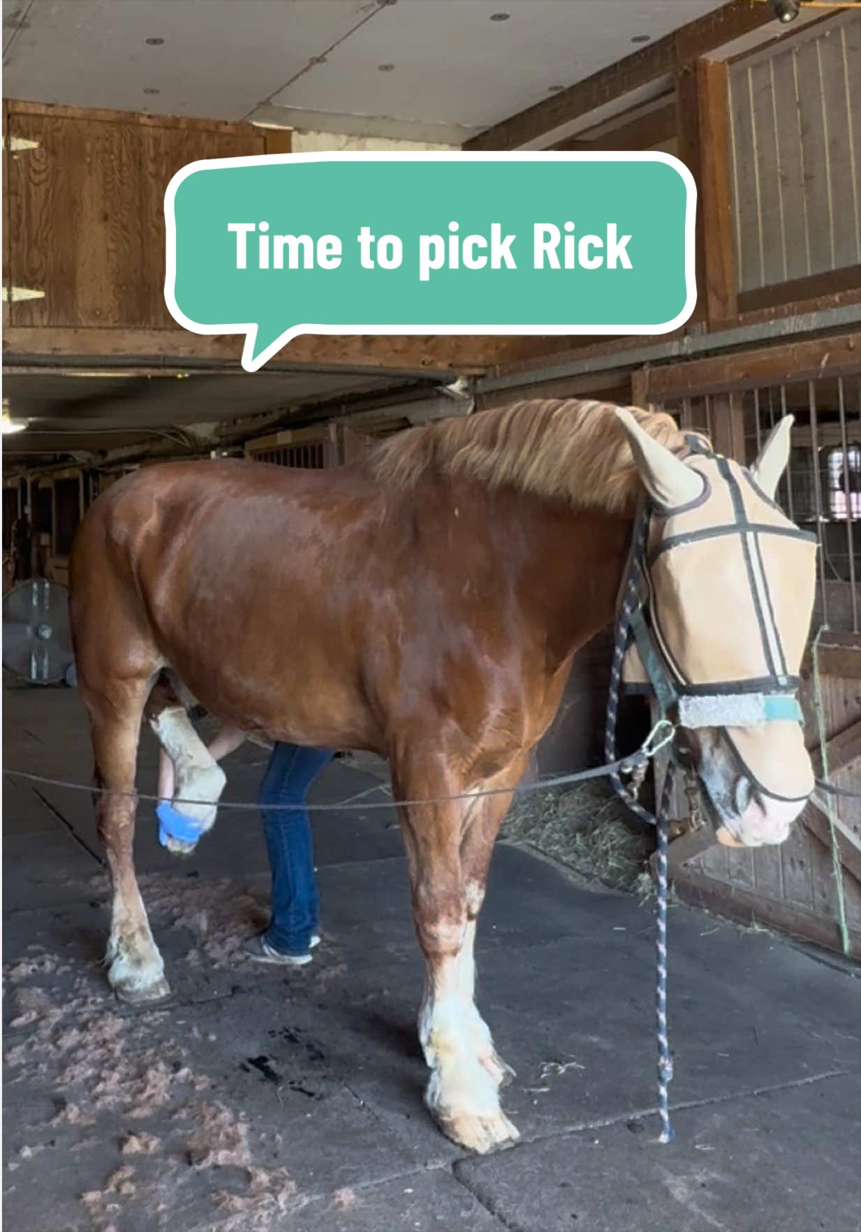 @HorsesFirst