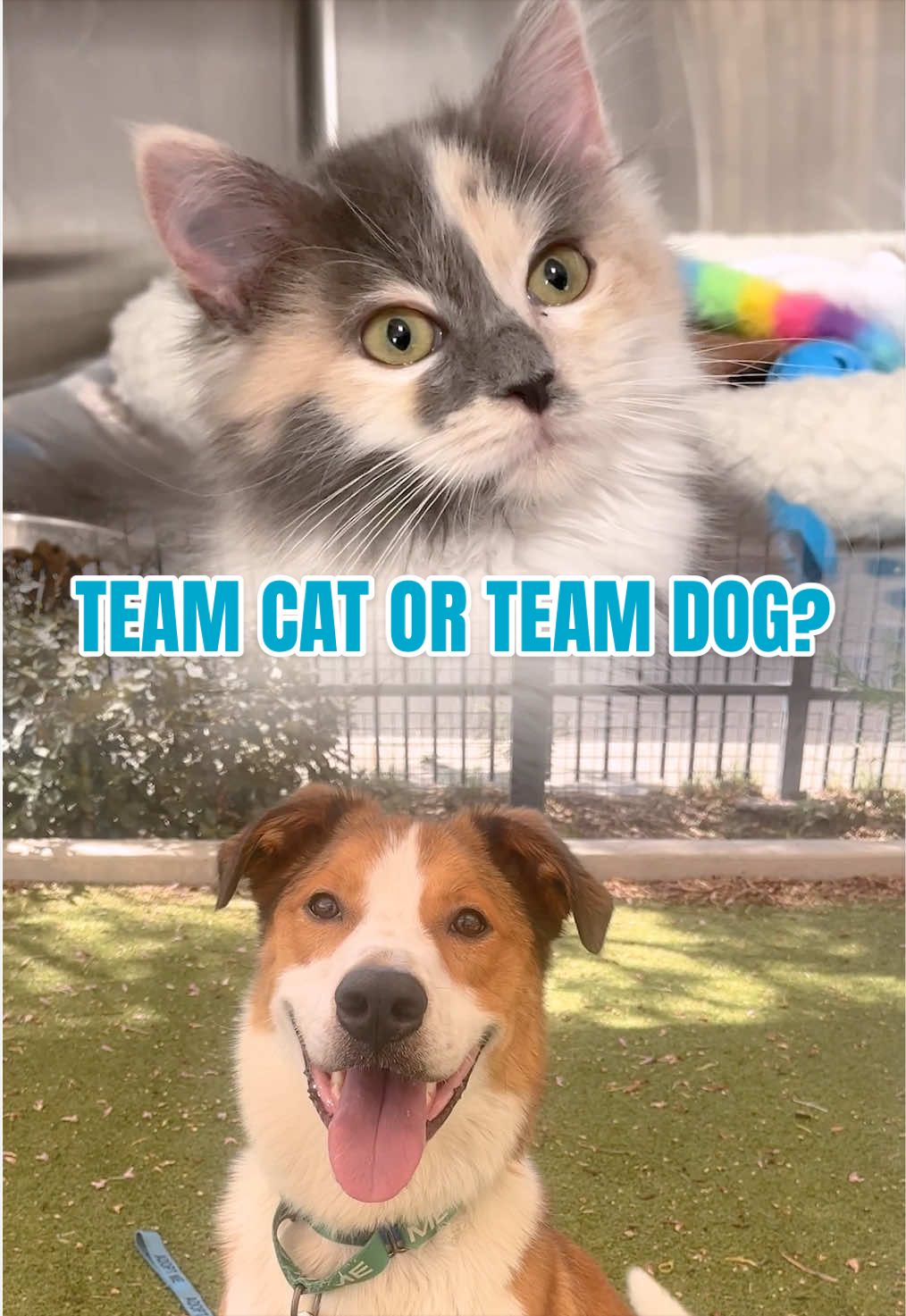 @animalhumanenm