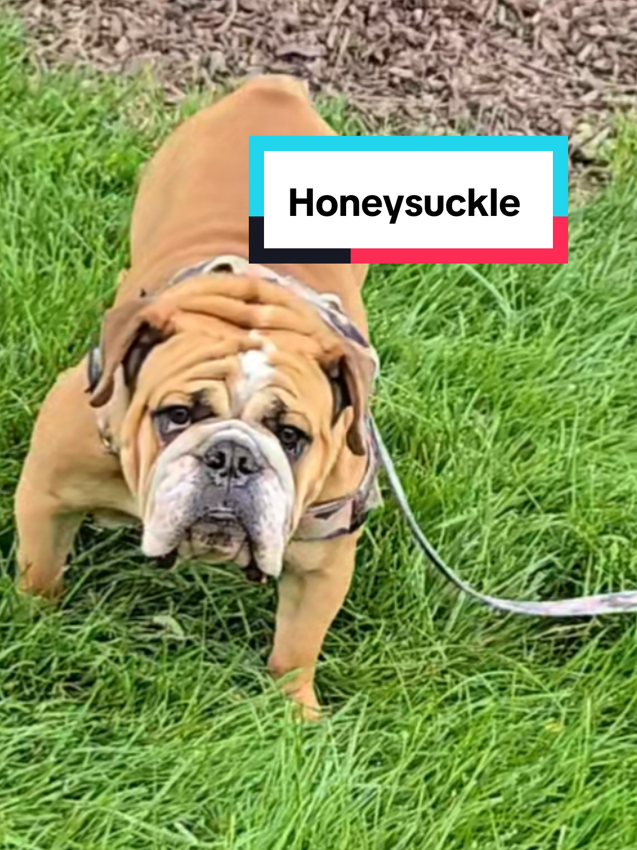 @HoneysuckleandSimon