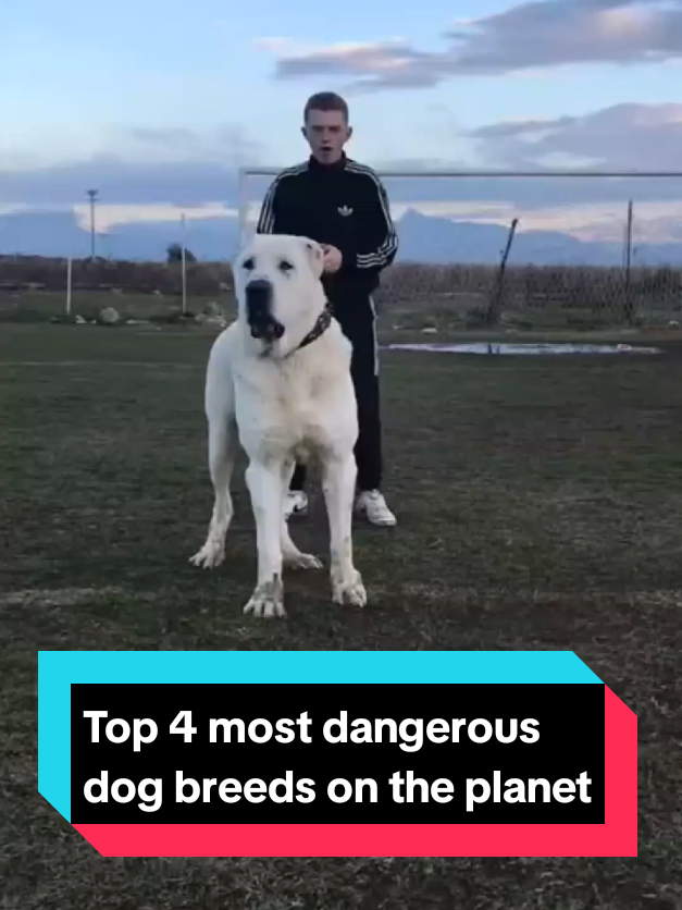 @The pet post