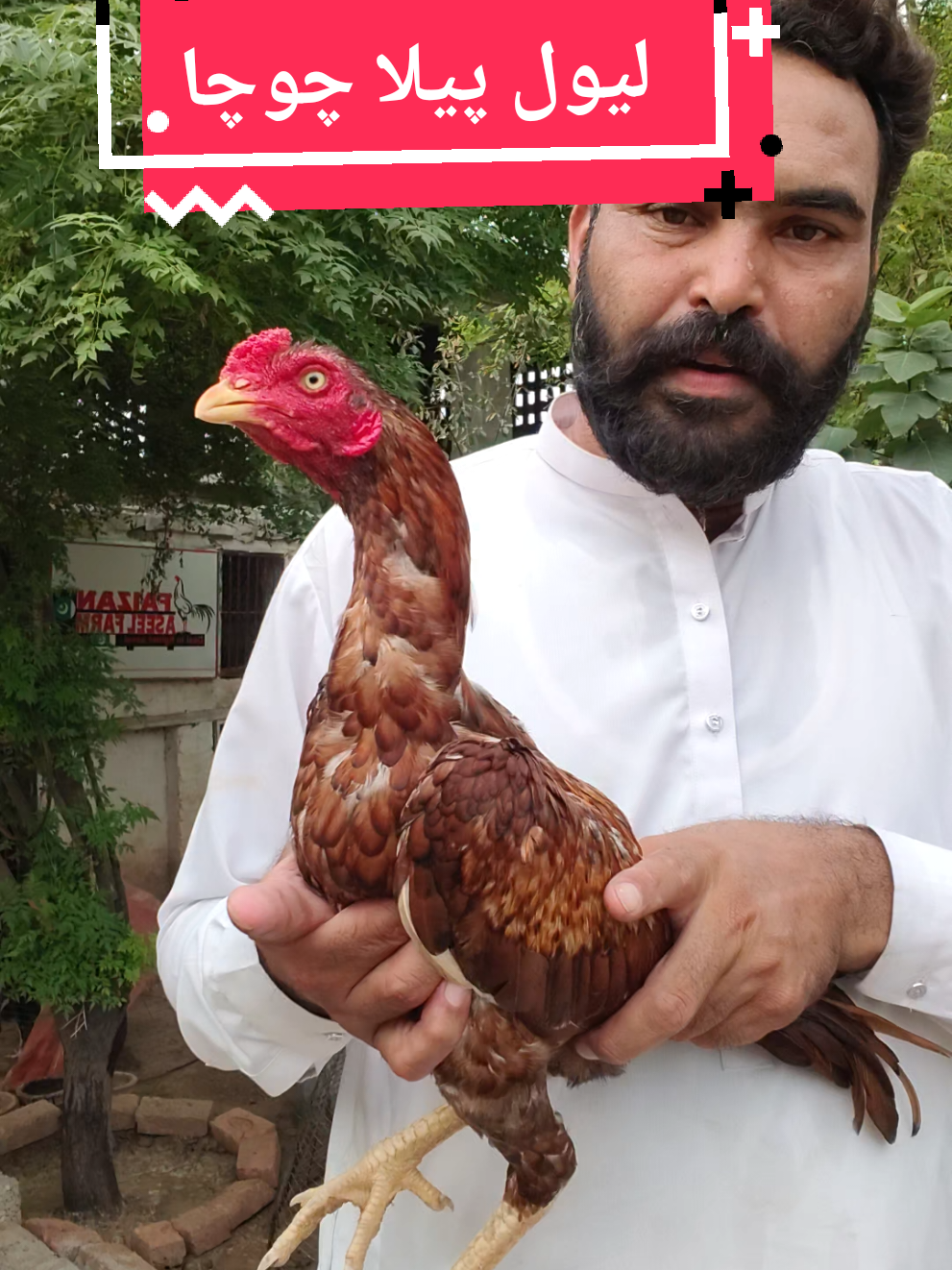 @faizan aseel farm 786