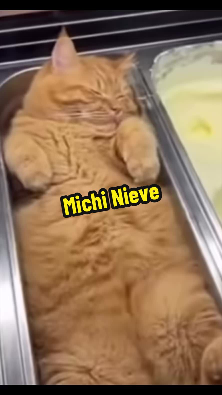 @🦖 MEOWassic CAT😺