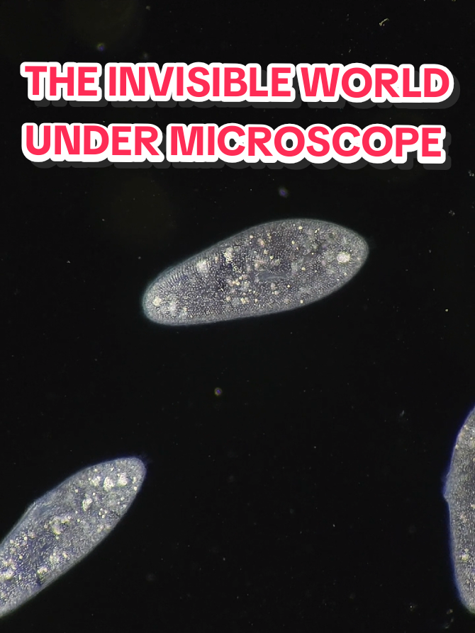 @Micro Man