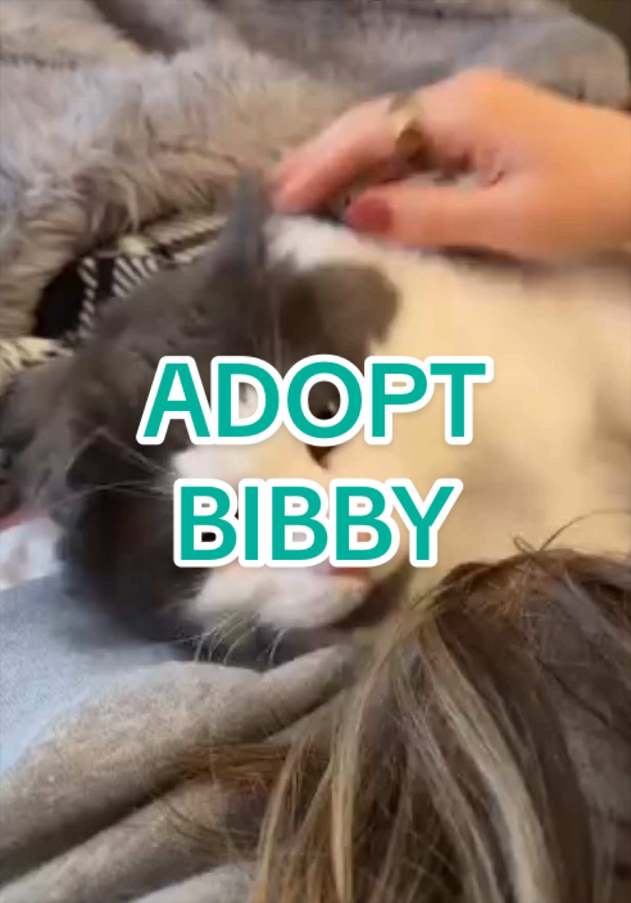 @Adopt a Pet