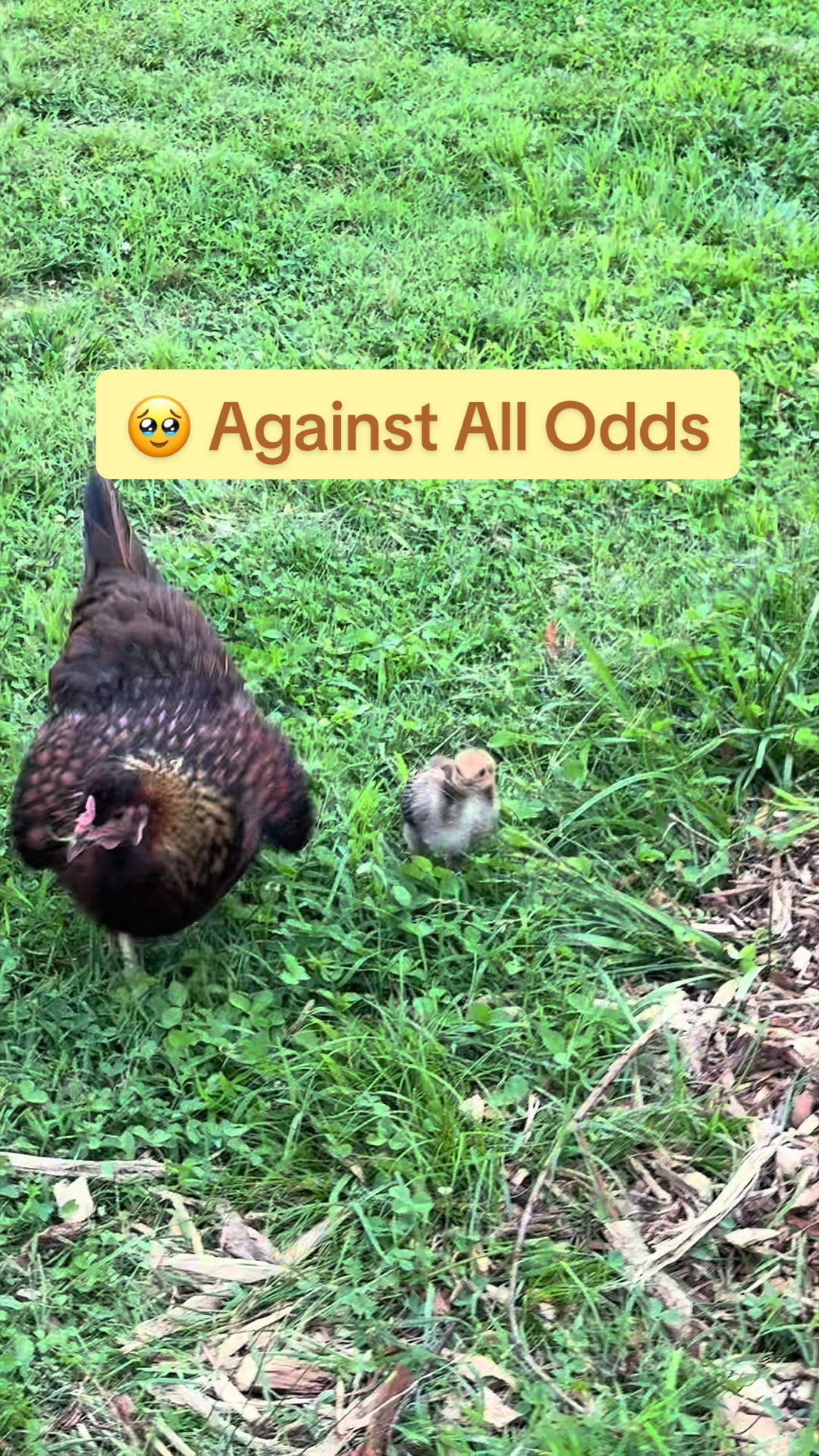 @Amy Jo | Eggnigma Holler 🐔
