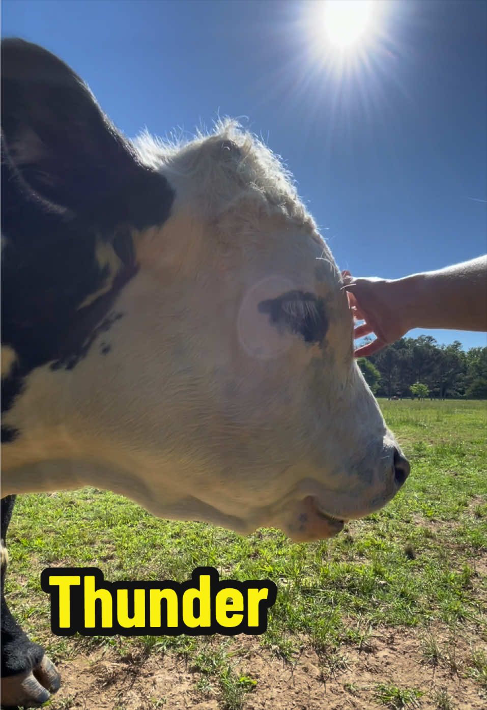 @Georgia Farm Girl