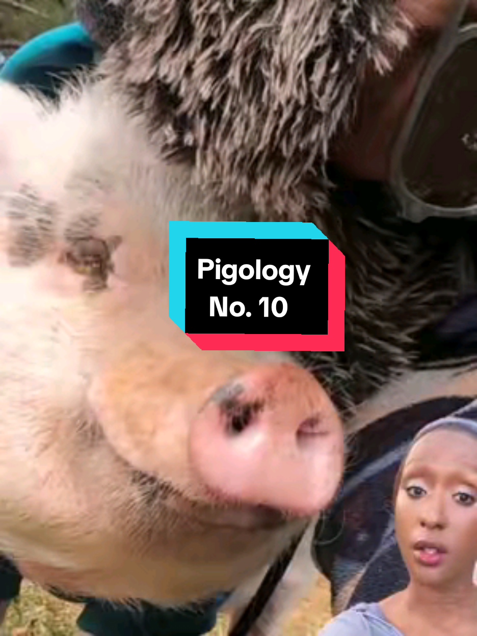 @OnePigHappyFamily