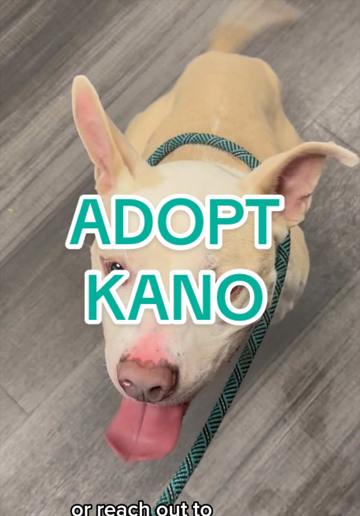 @Adopt a Pet