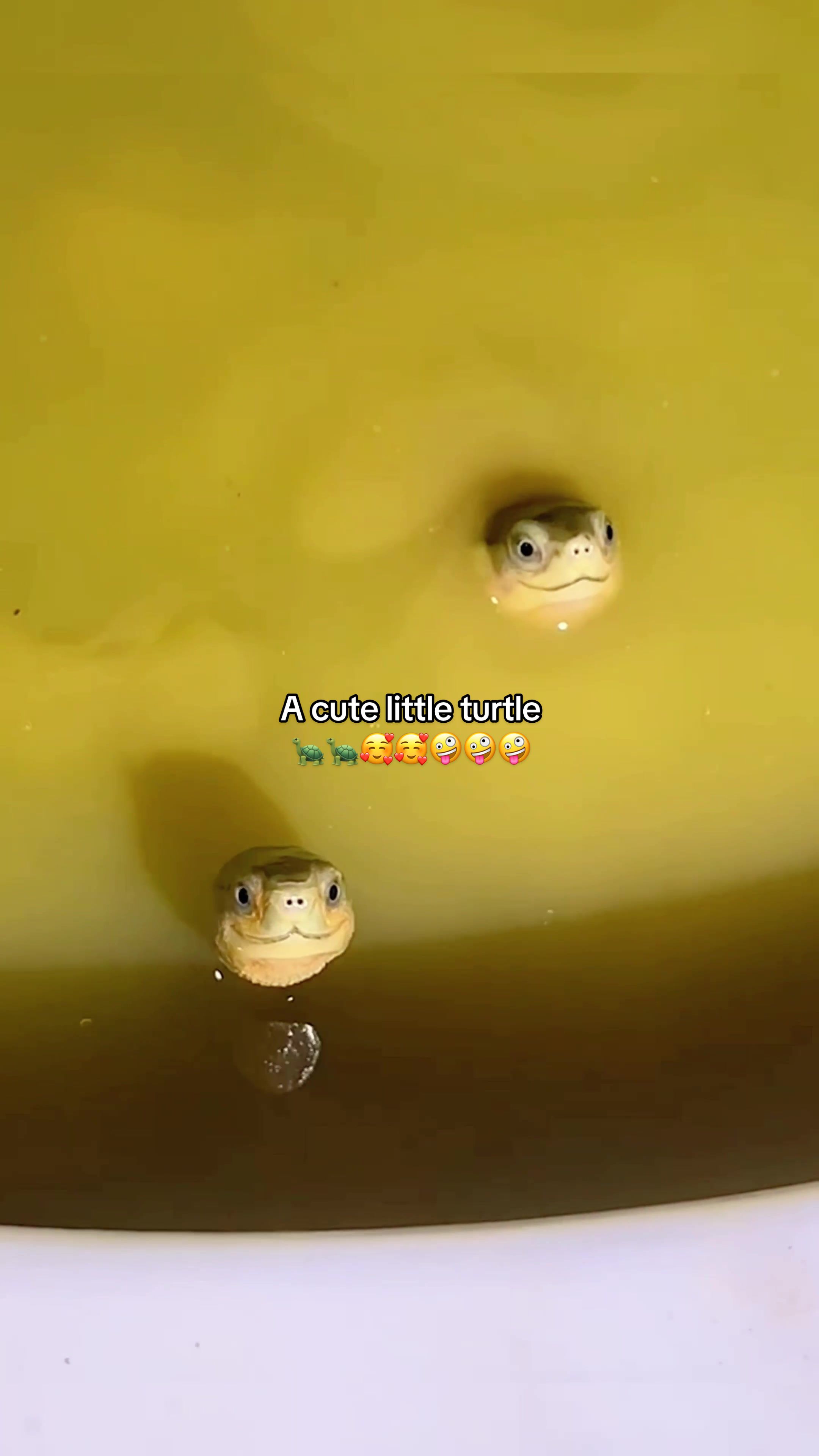 @Mr. Turtle