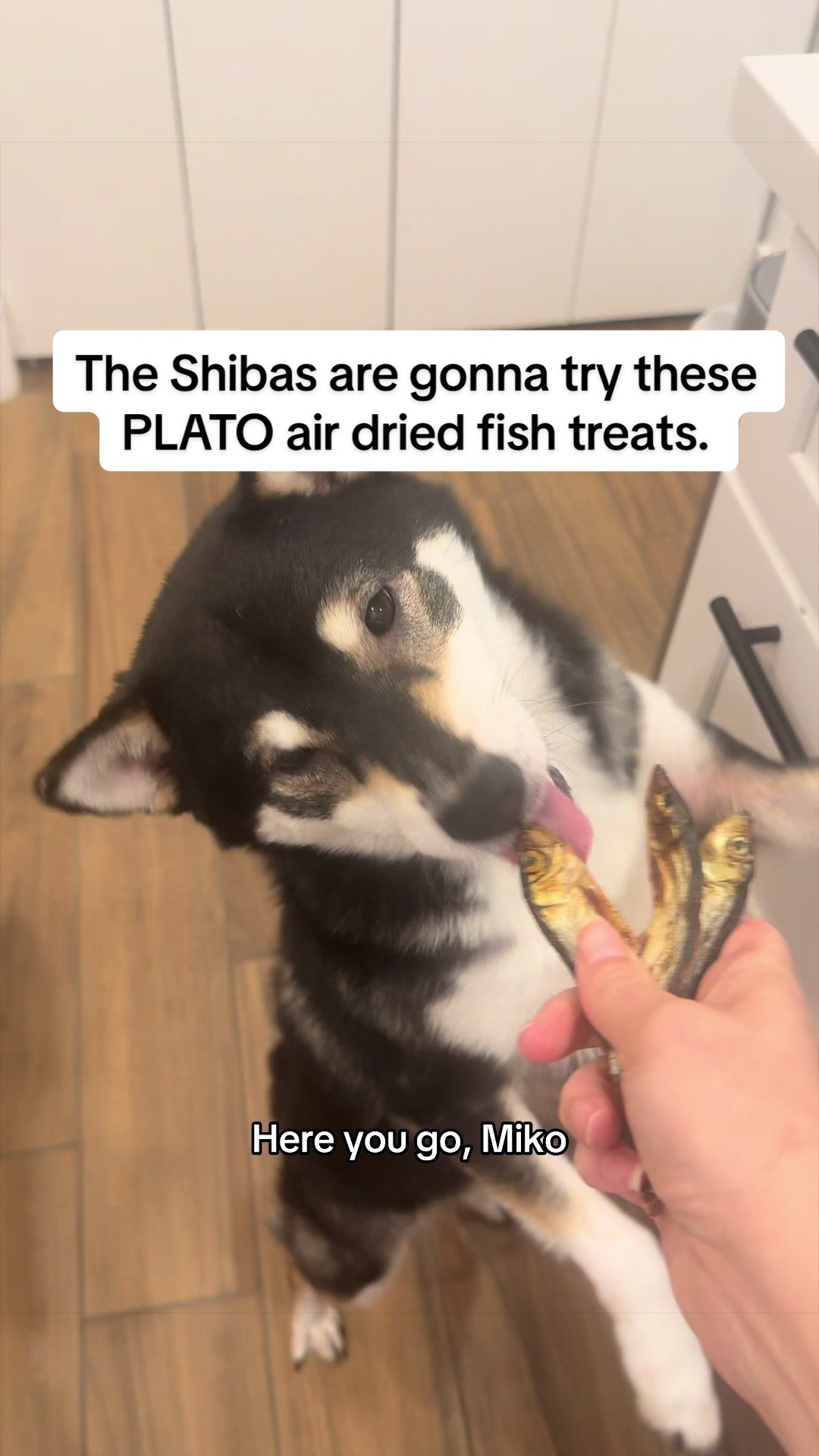 @Flock of Shibas 🐕🐕🐕