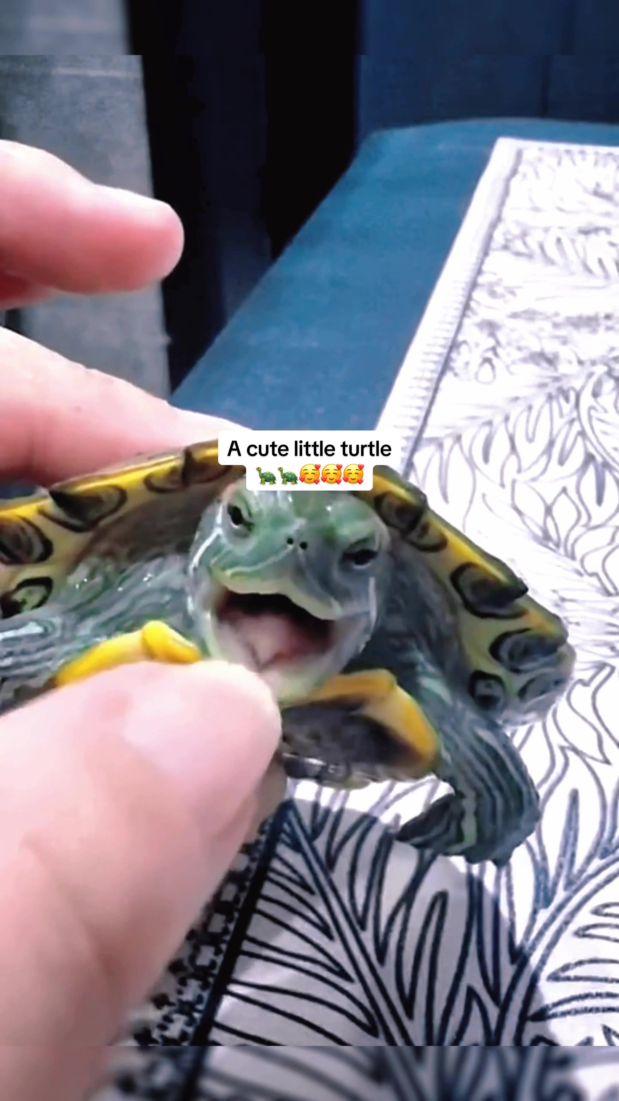 @Mr. Turtle