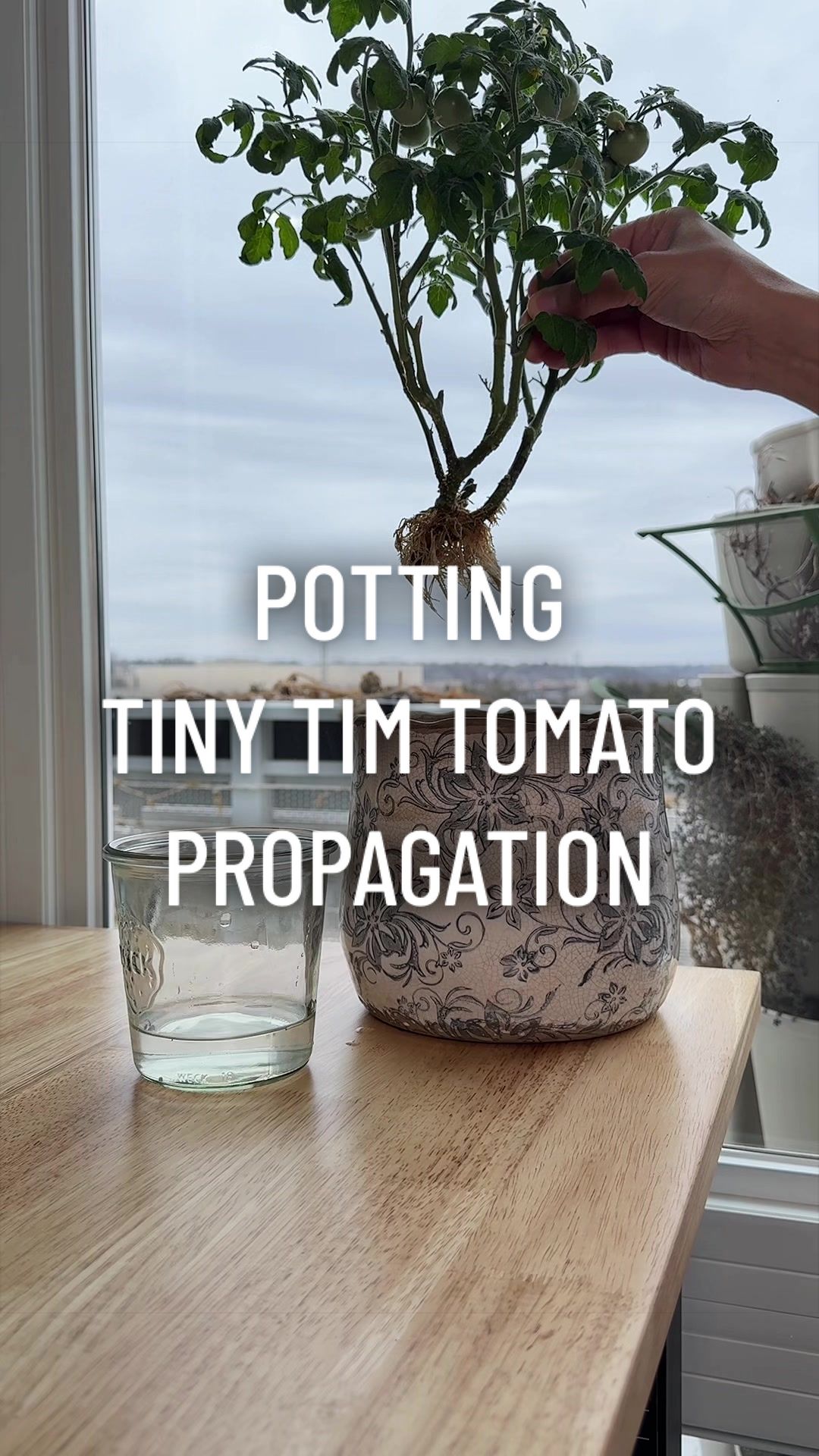 @gardeningindoors
