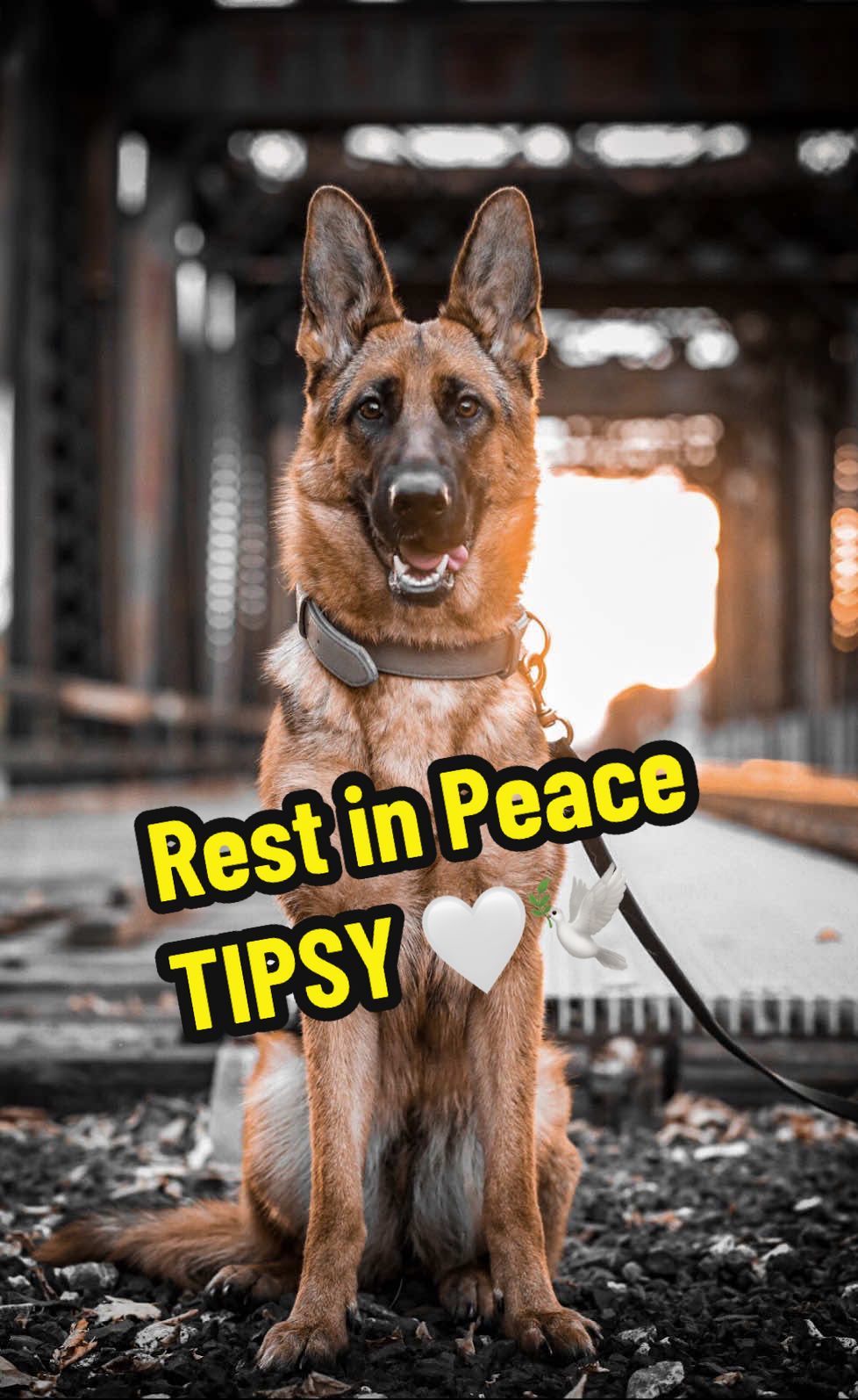 @Tipsy