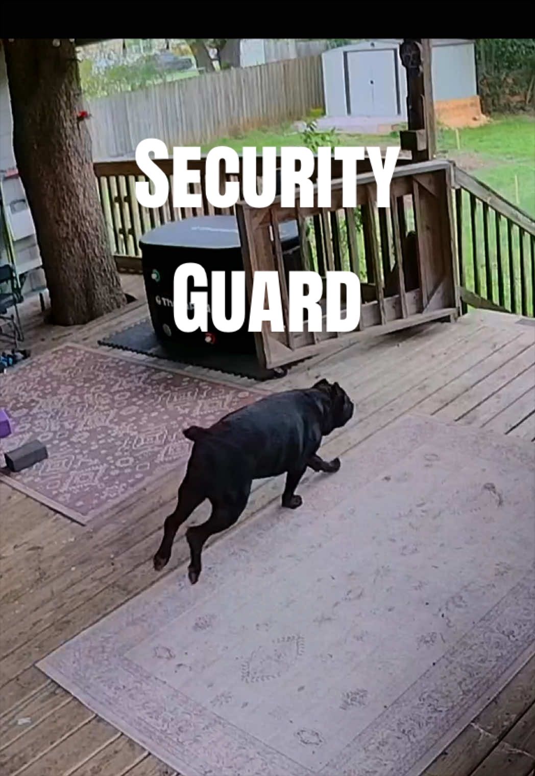 @MyDogMargot