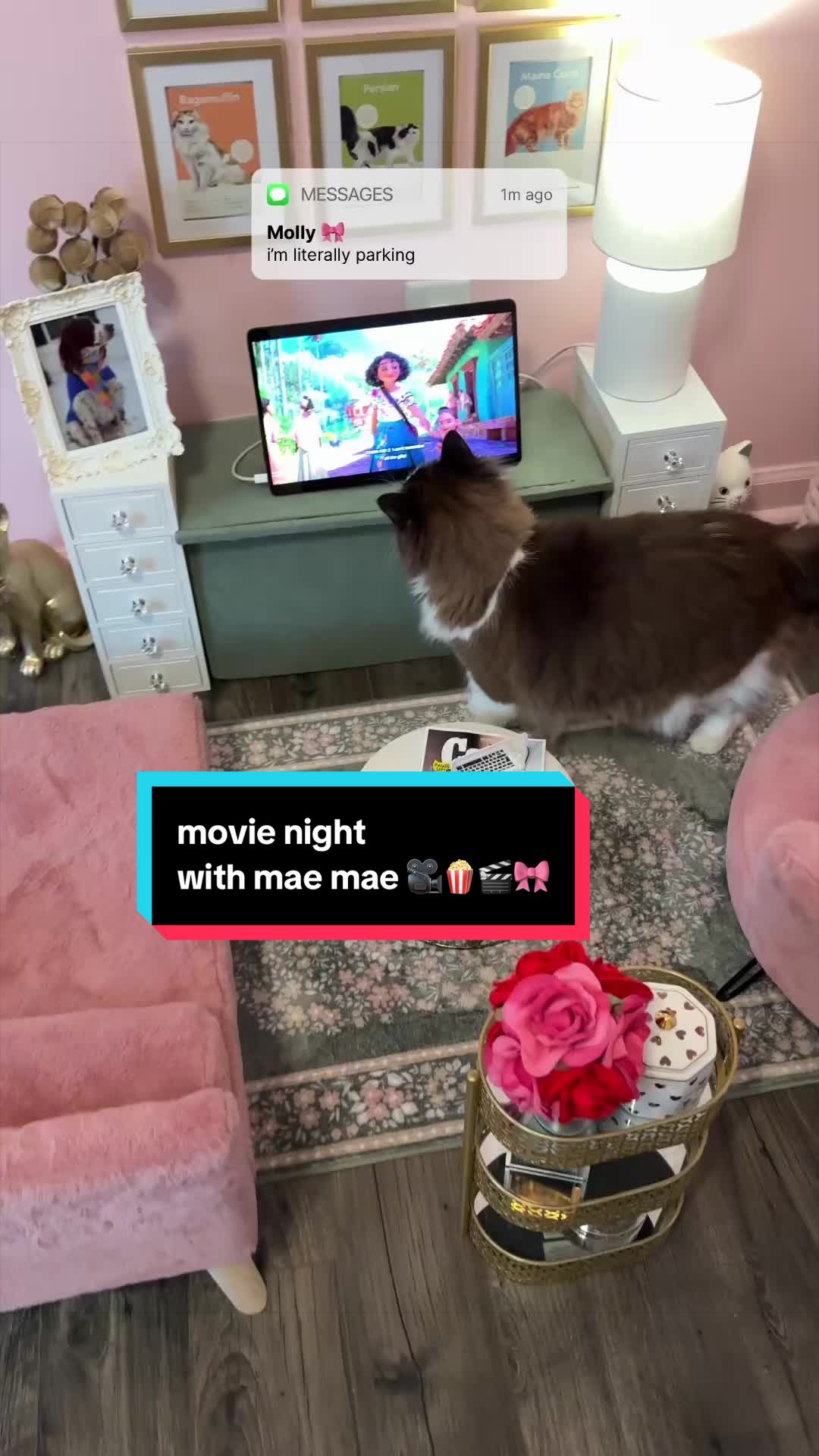 @Meredith Ragdoll Cat