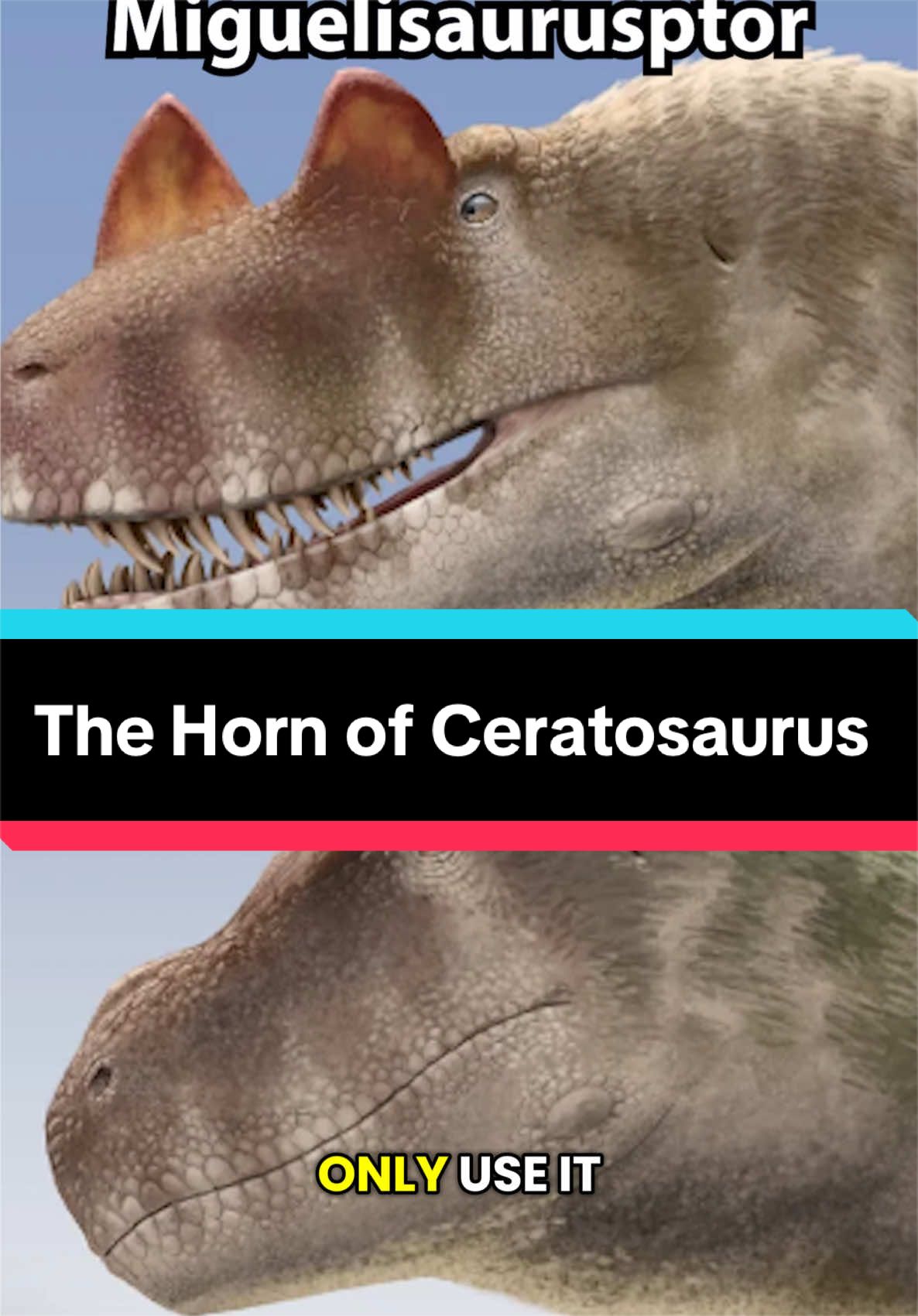 @Dino Guy