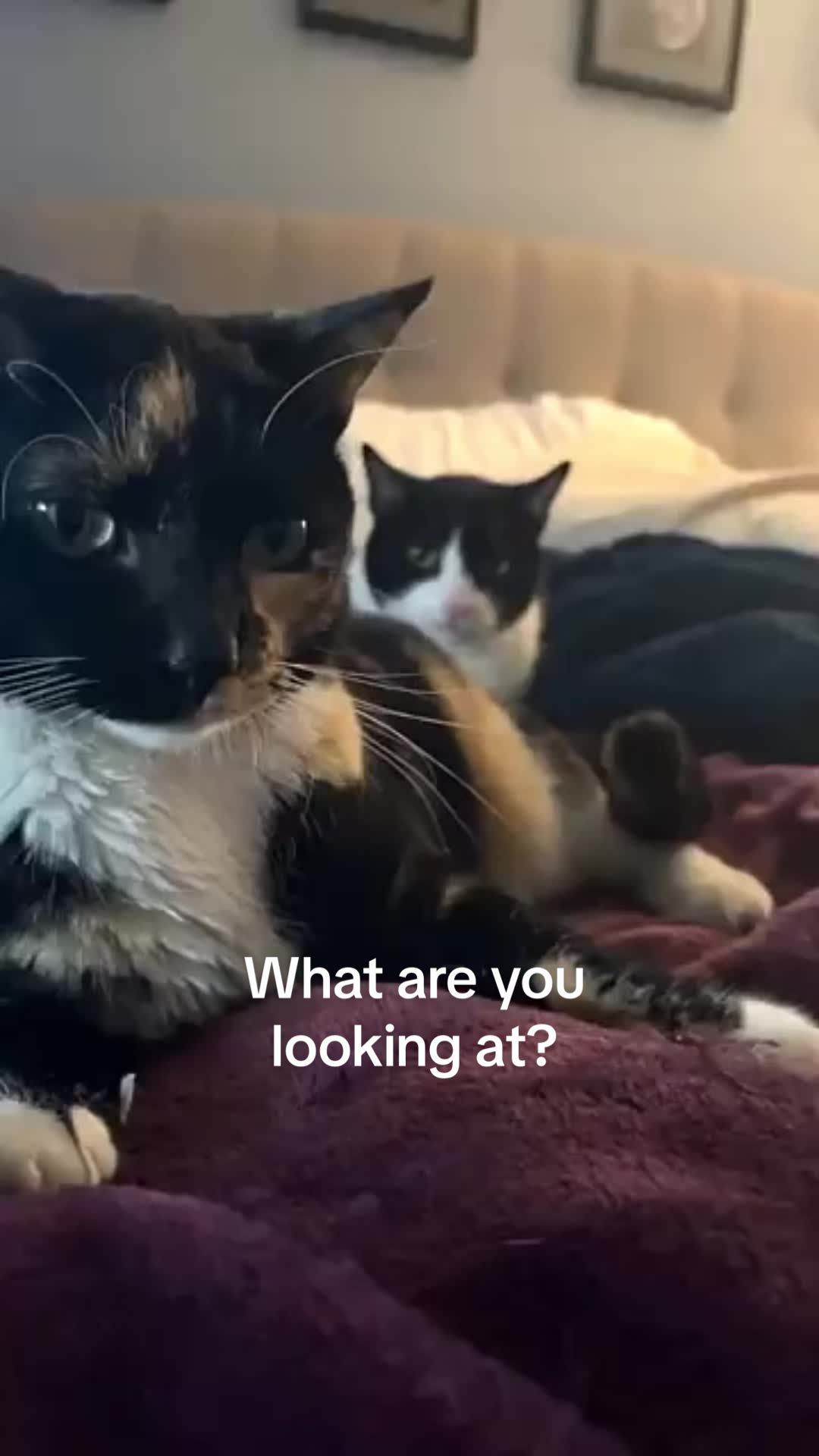 @Pepper and Cece … and Cocoa!!