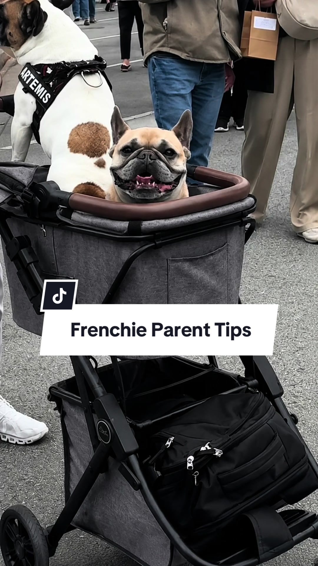 @Somefrenchienamedapollo