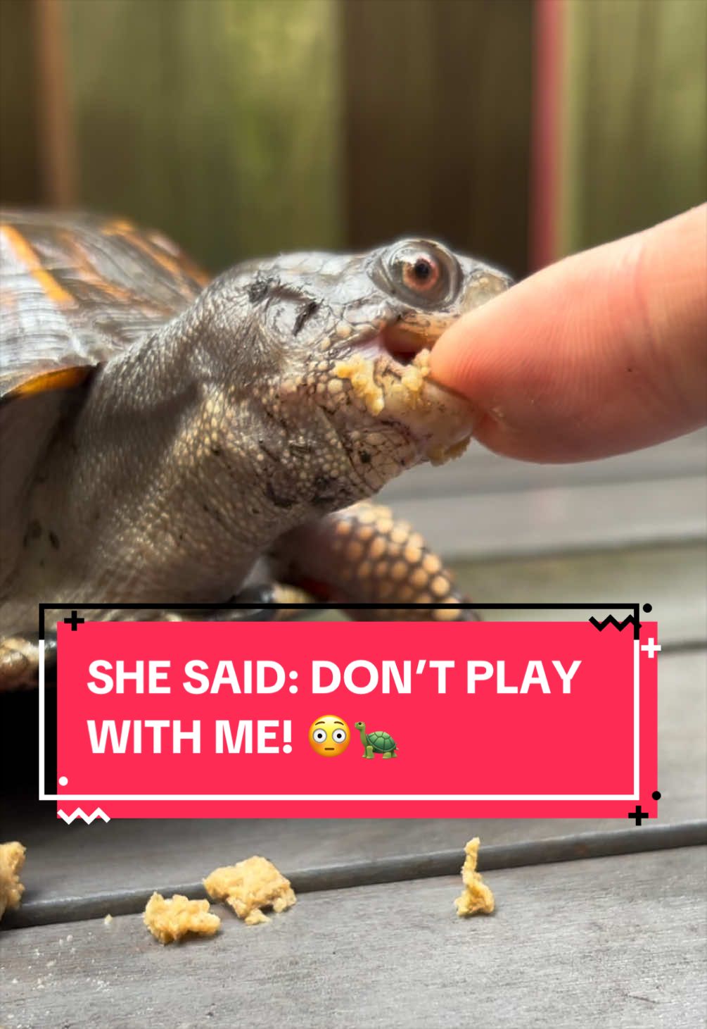 @Eastern Box Turtle