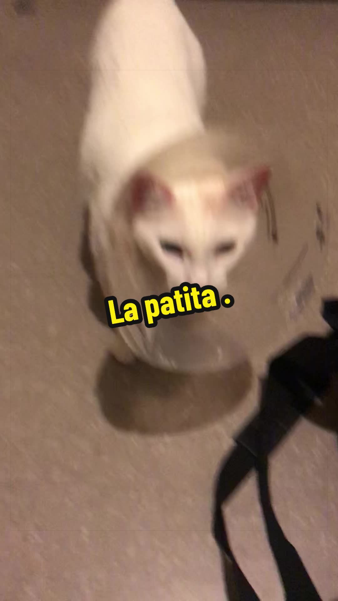 @🦖 MEOWassic World 🌎