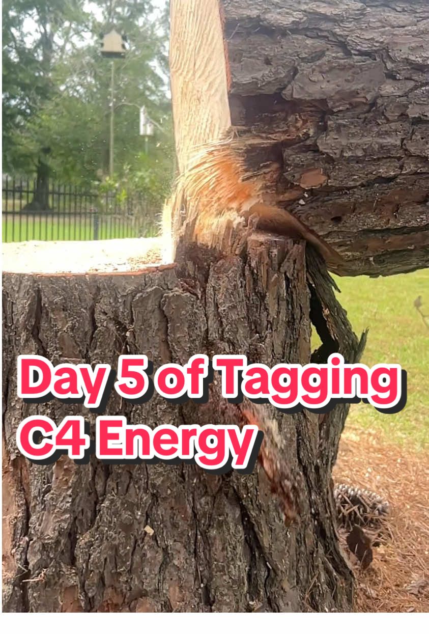 @The Tree Assassins