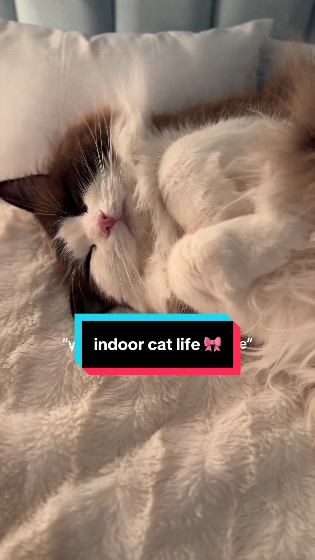 @Meredith Ragdoll Cat