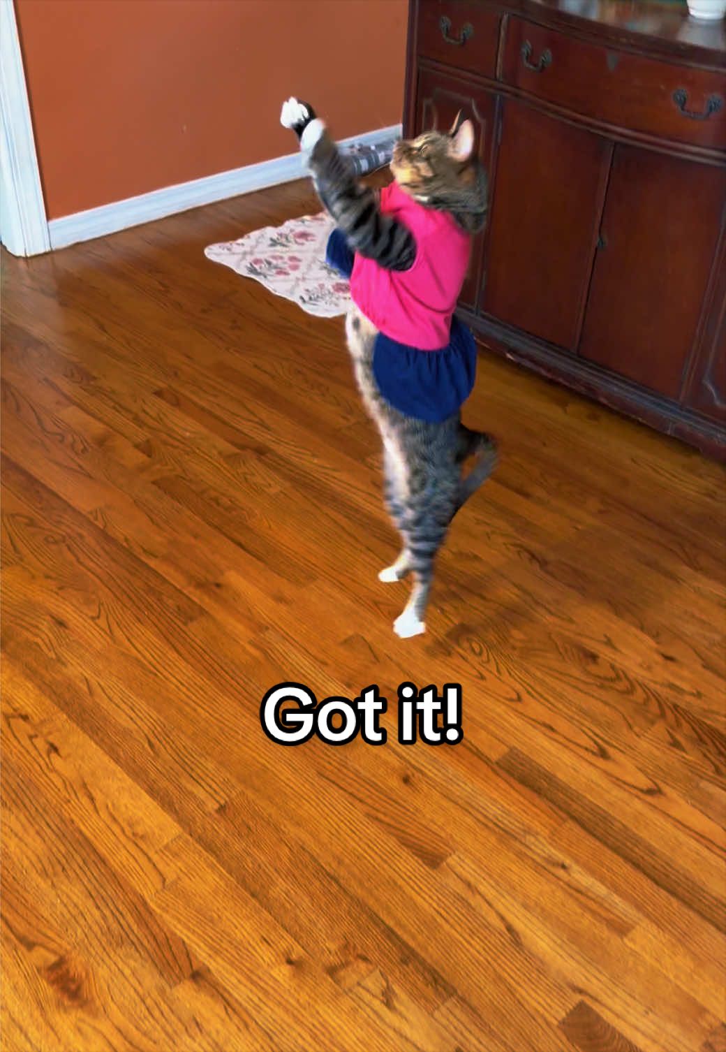 @KittKat❌🐾