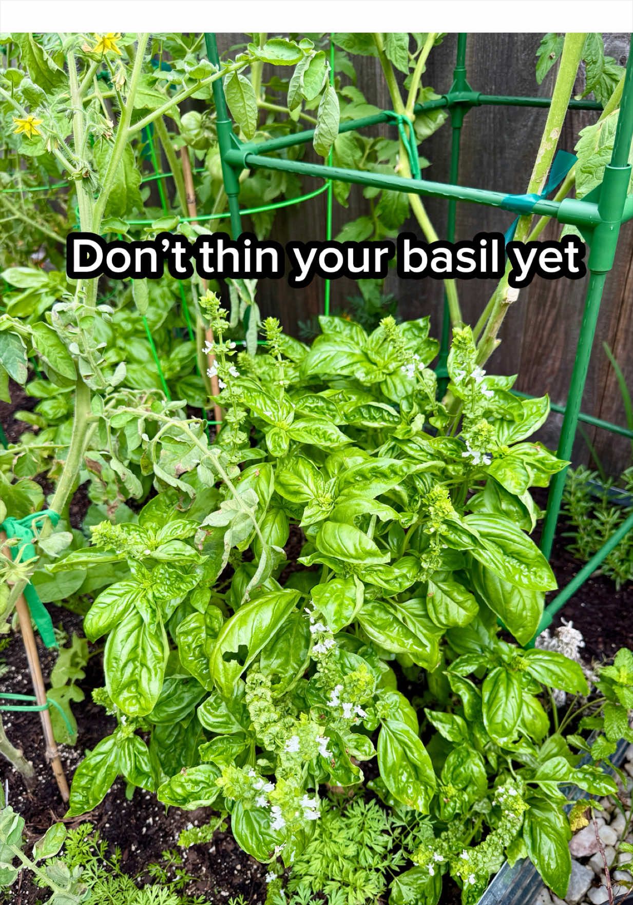 @Sara’s Bites 🌱