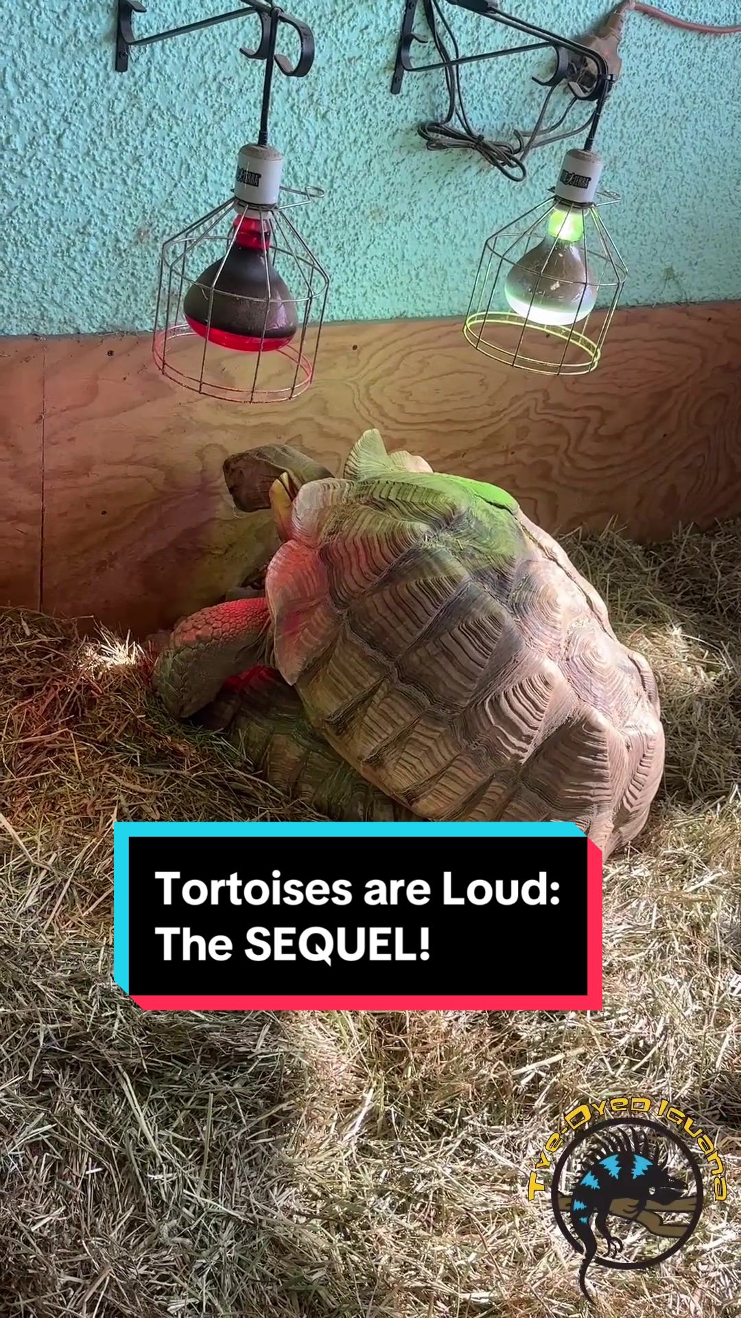 @Tye-Dyed Iguana