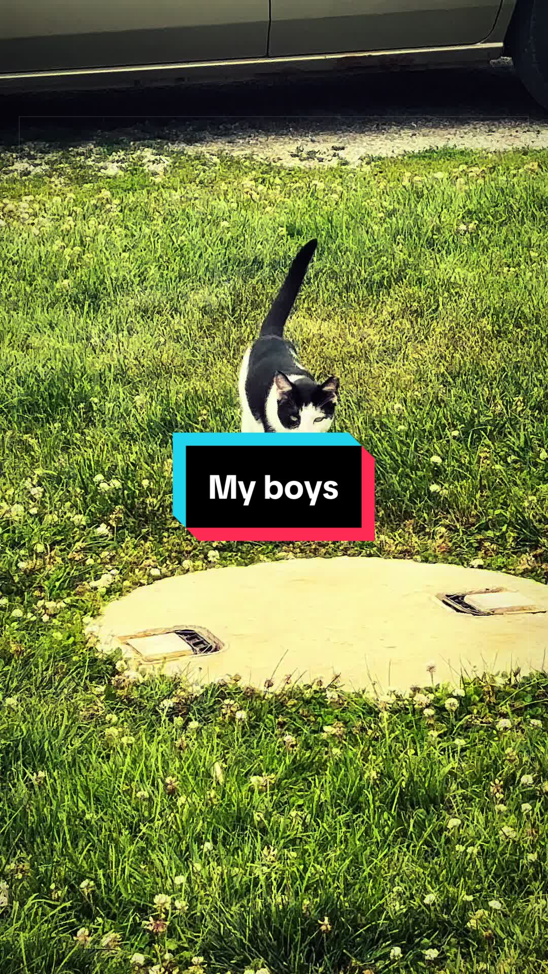 @catlover313official