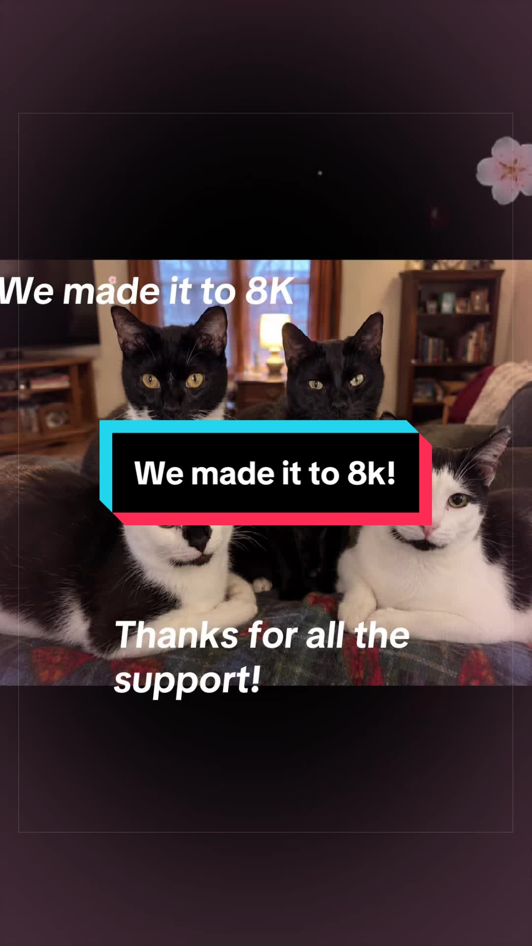 @catlover313official