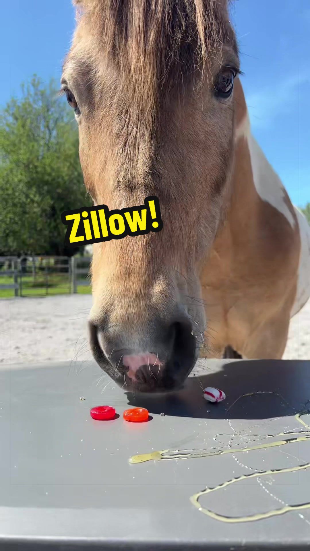 @Days End Farm Horse Rescue