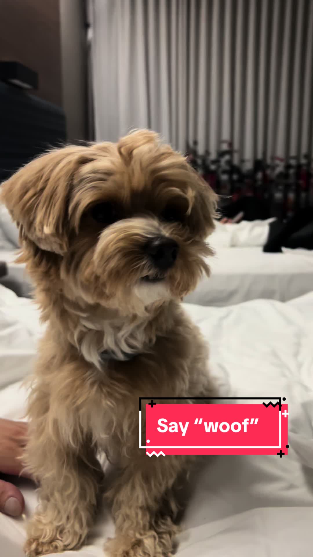 @Louis the Maltipoo