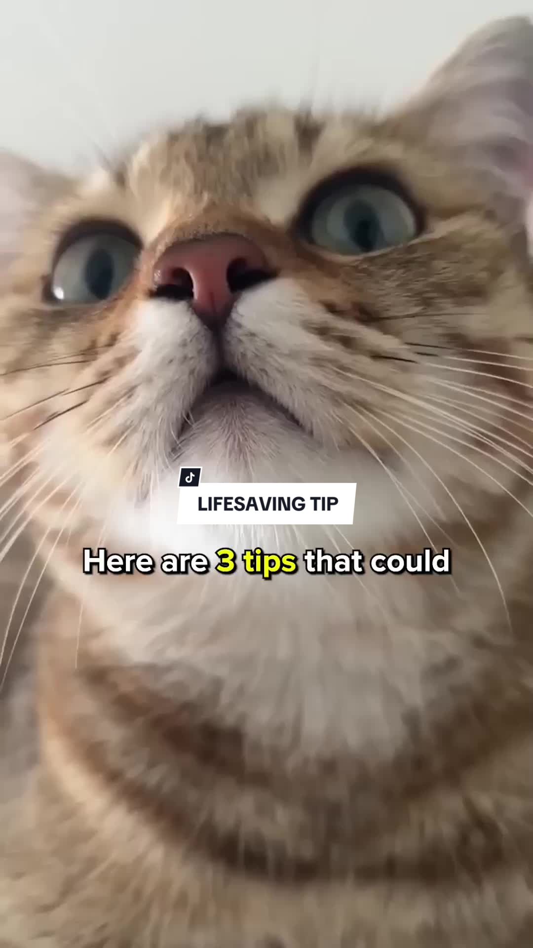 @Cats Paradise 😻