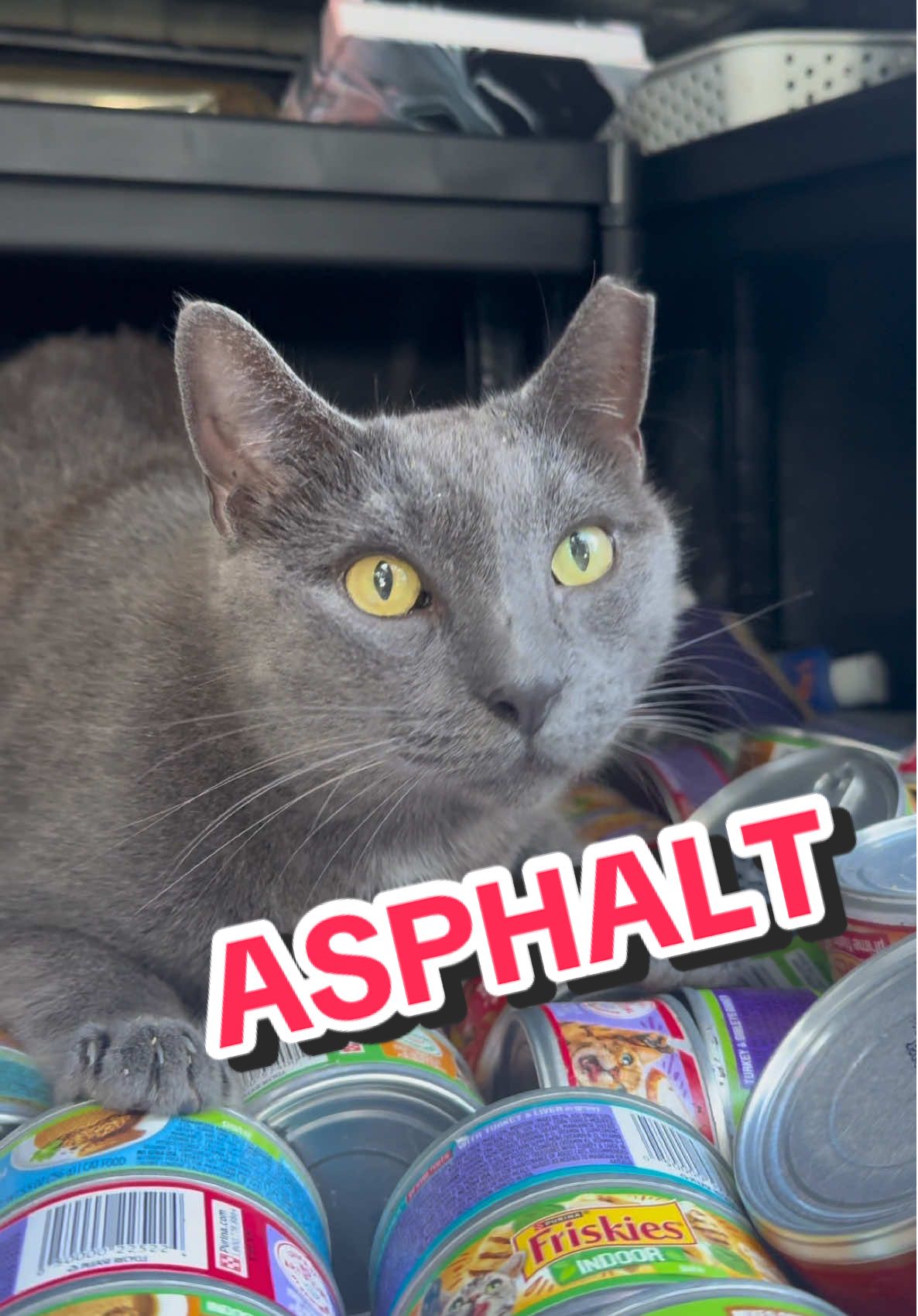 @apoinsettia