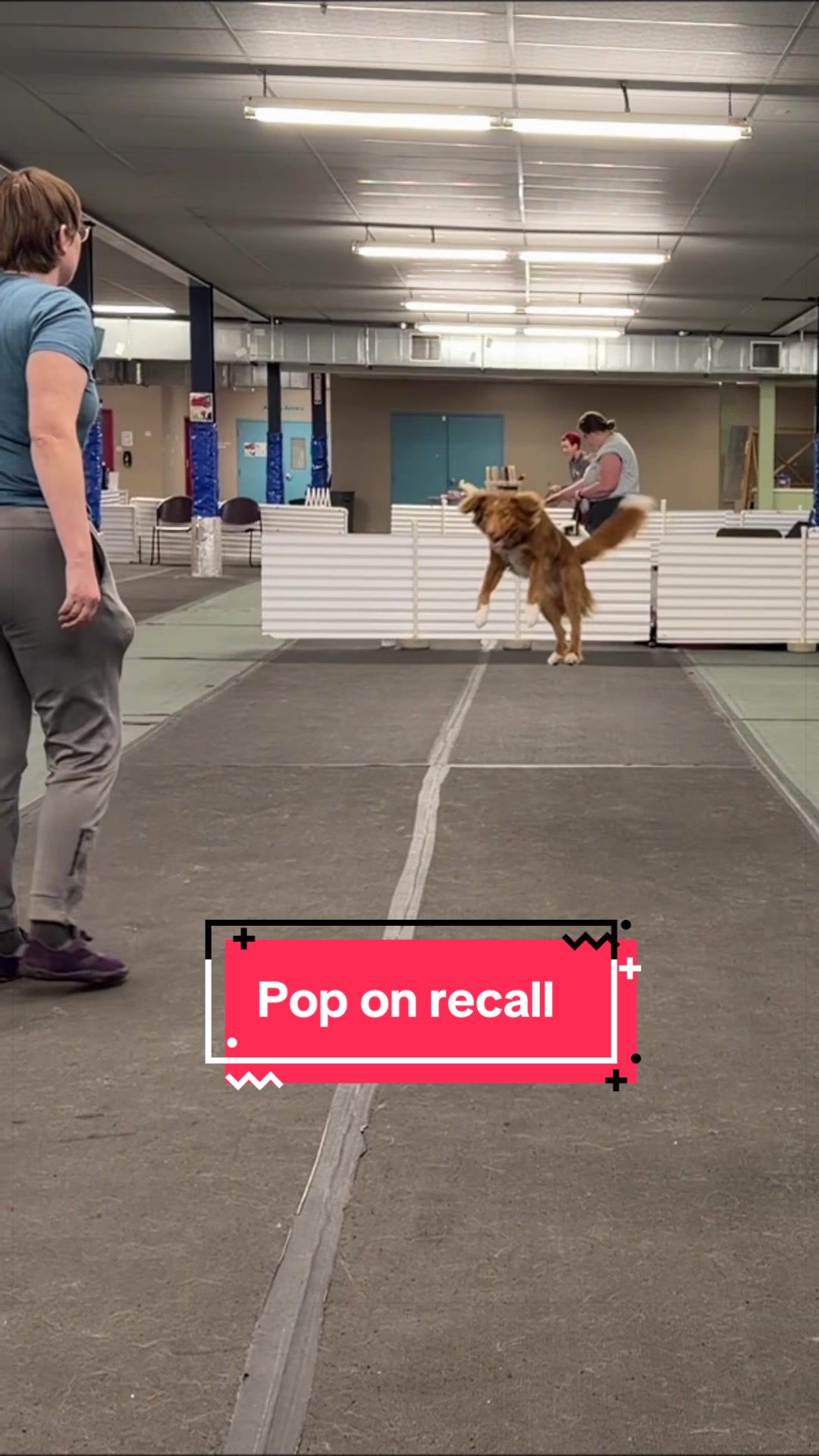 @Laura Waudby - Dog Sports