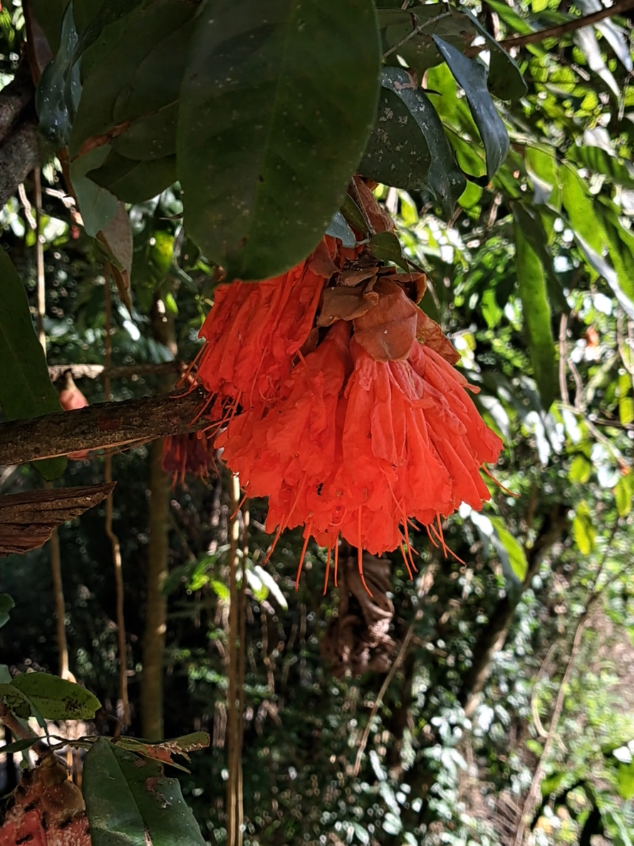 @caribbeanherbalism