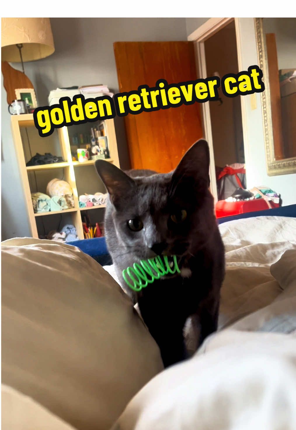 @NermalTCat