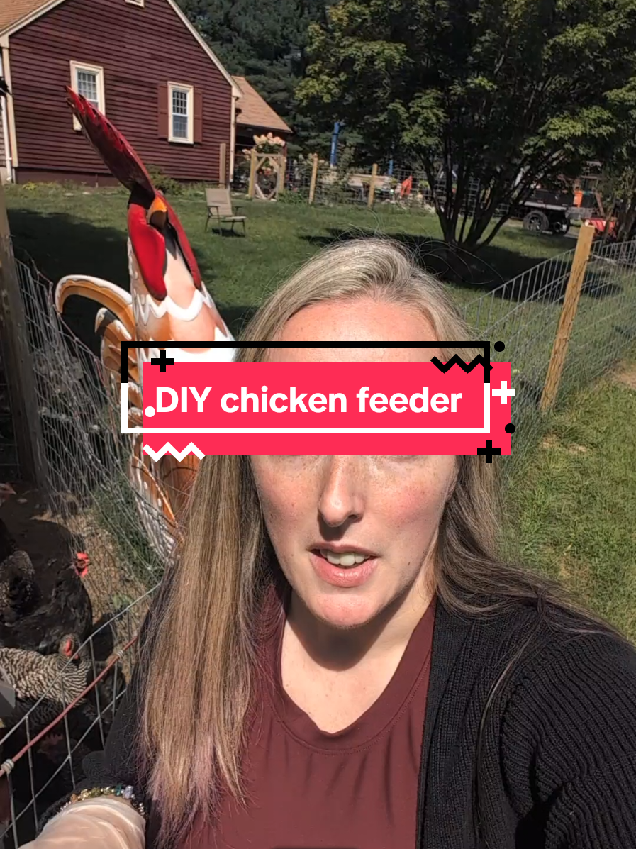 @Chickens & Bullies