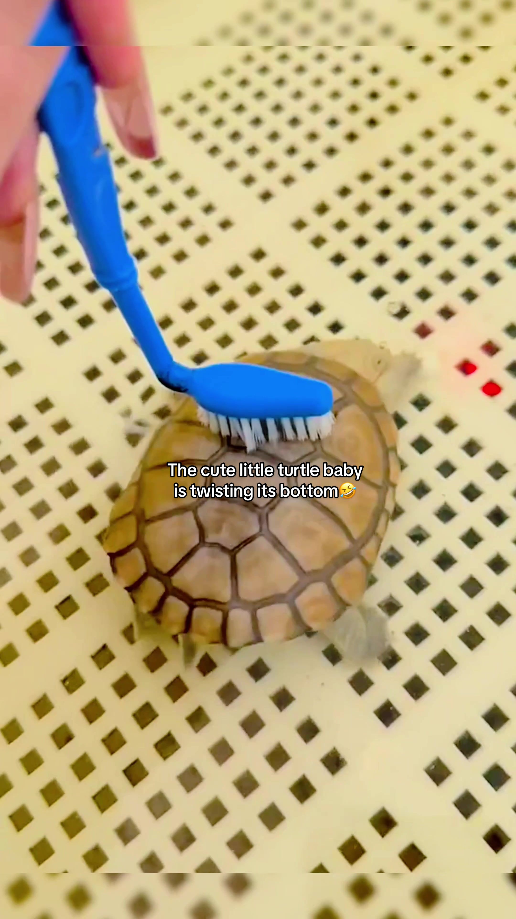 @Mr. Turtle