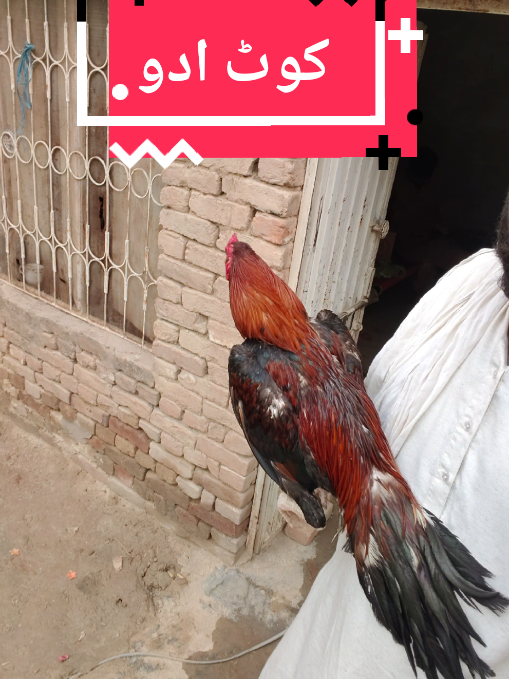 @faizan aseel farm 786