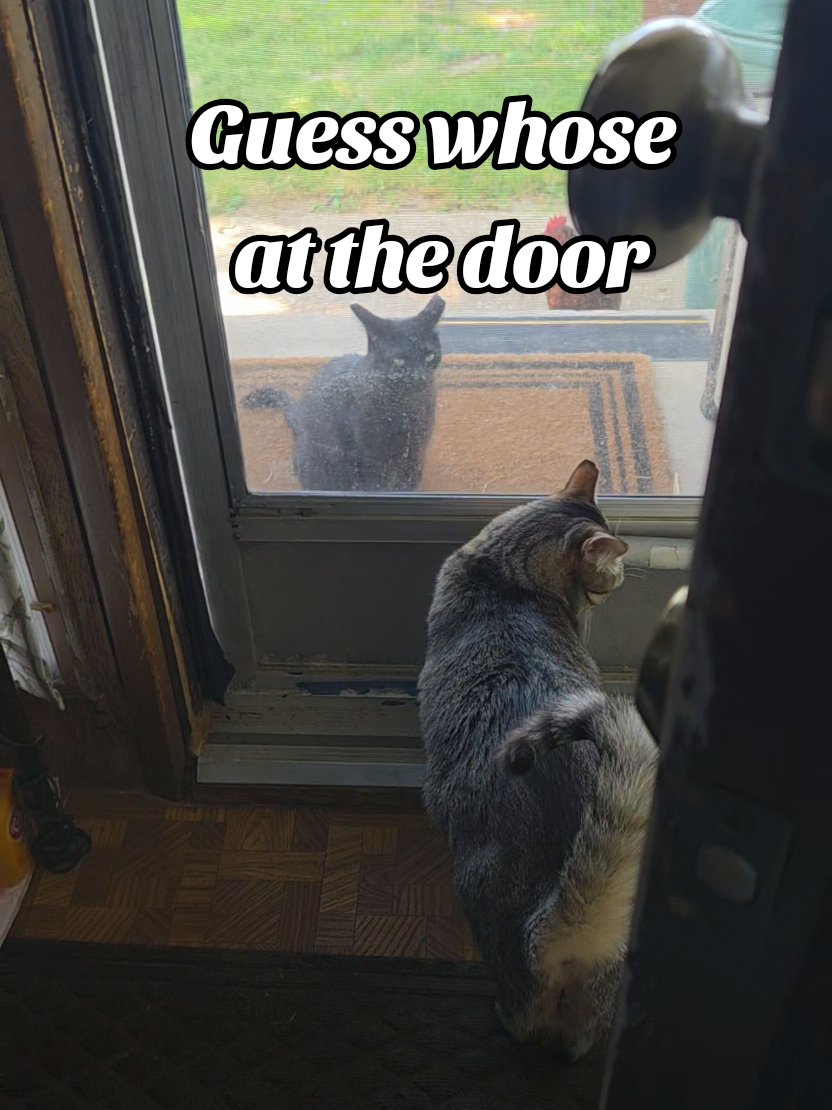 @tiny_tnr_tigers