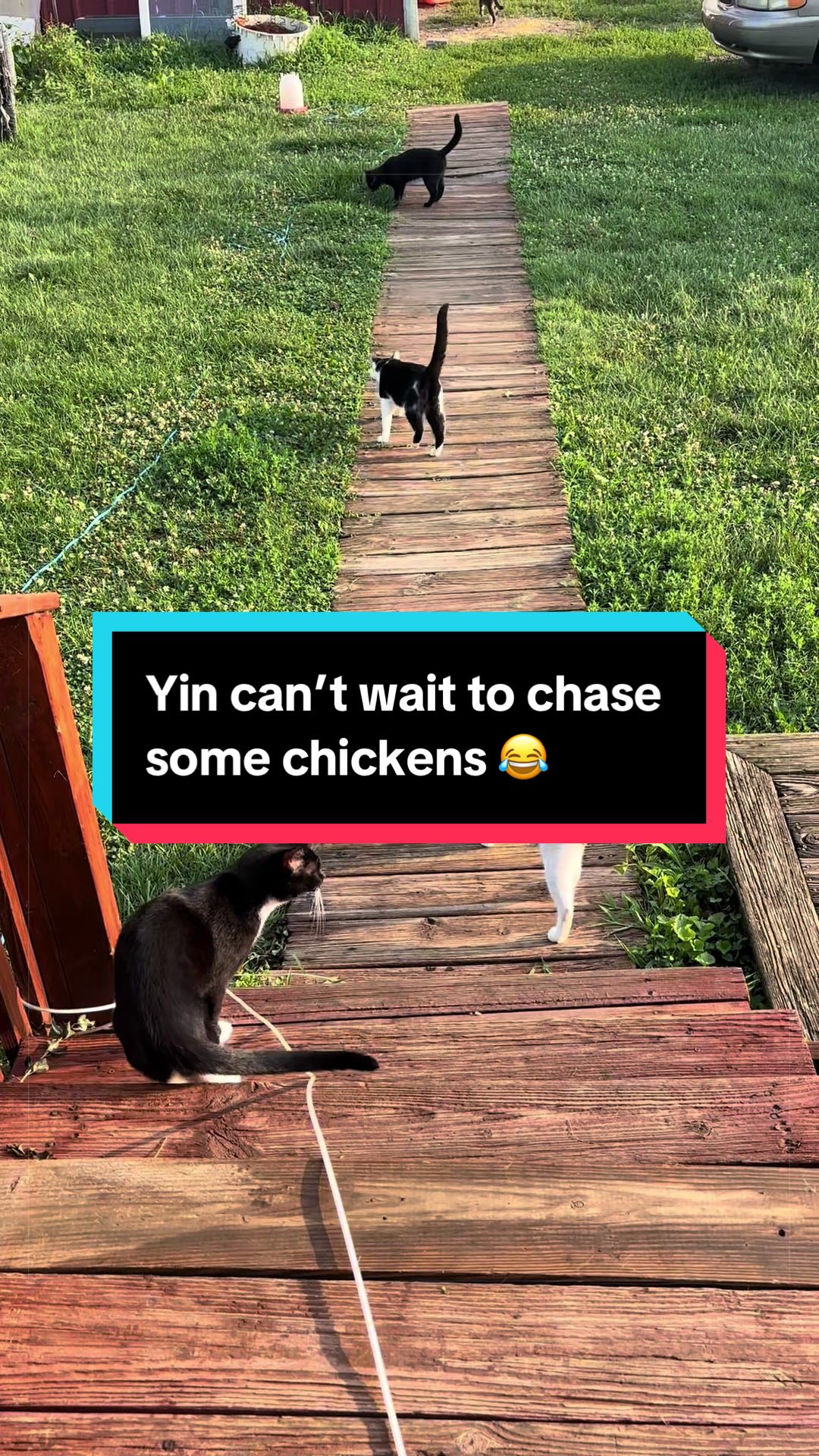 @catlover313official