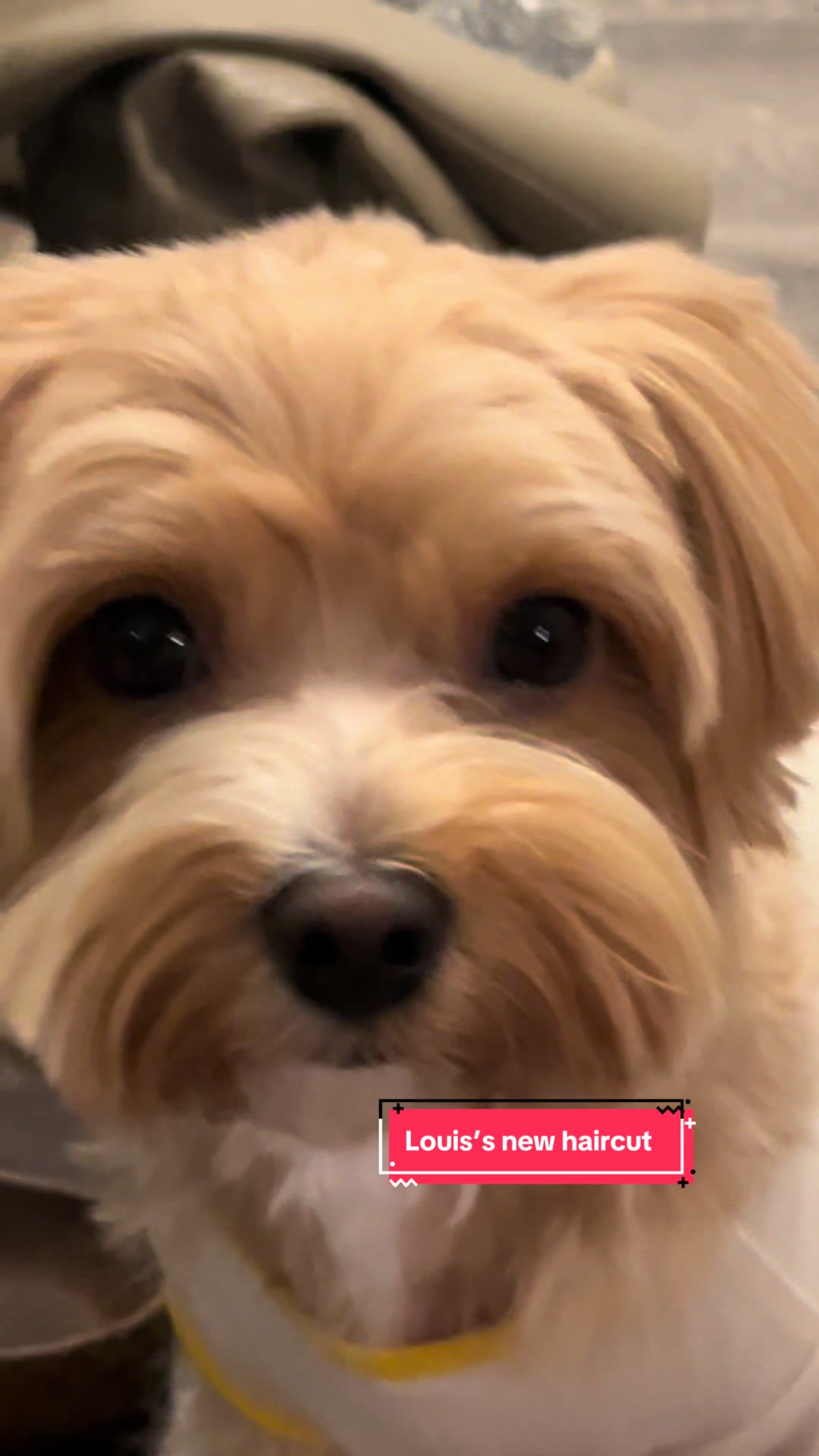 @Louis the Maltipoo