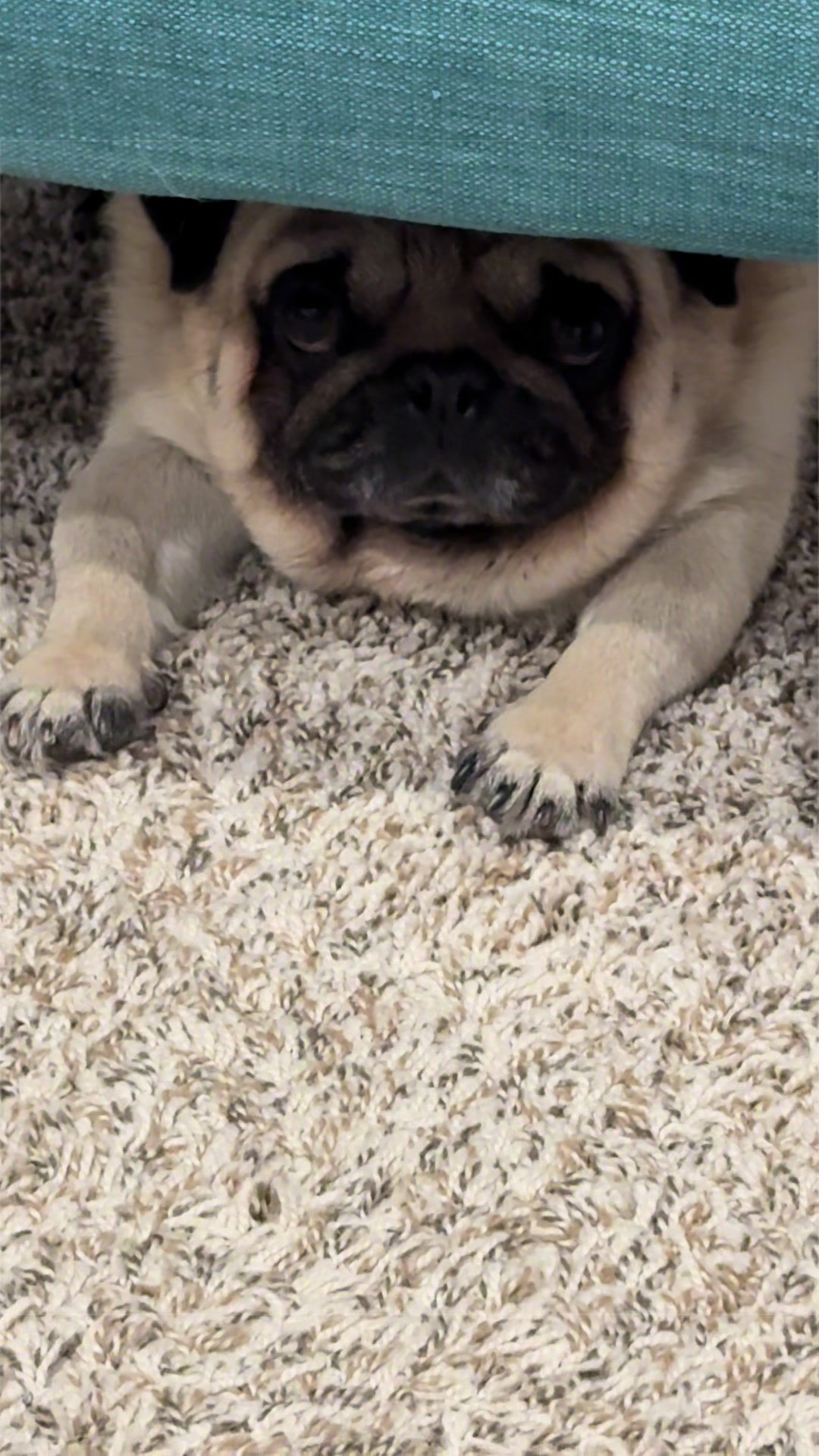 @Rocki the Pug ๐ถ