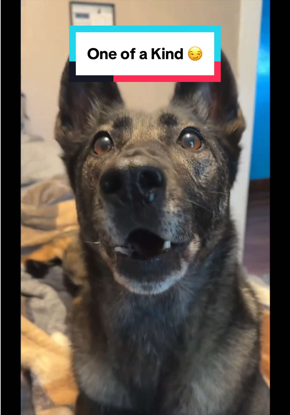 @K9 Dina