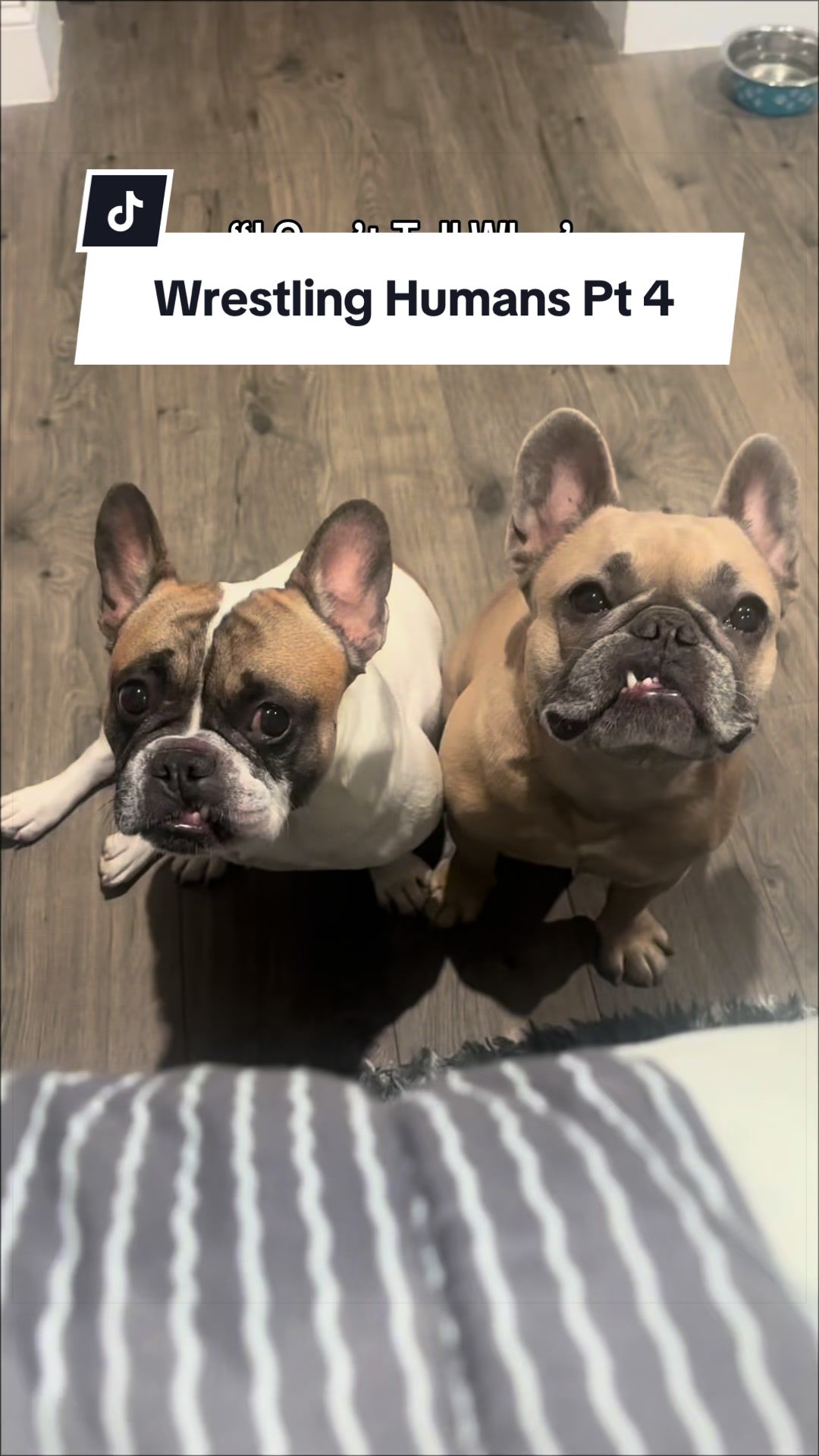 @Somefrenchienamedapollo